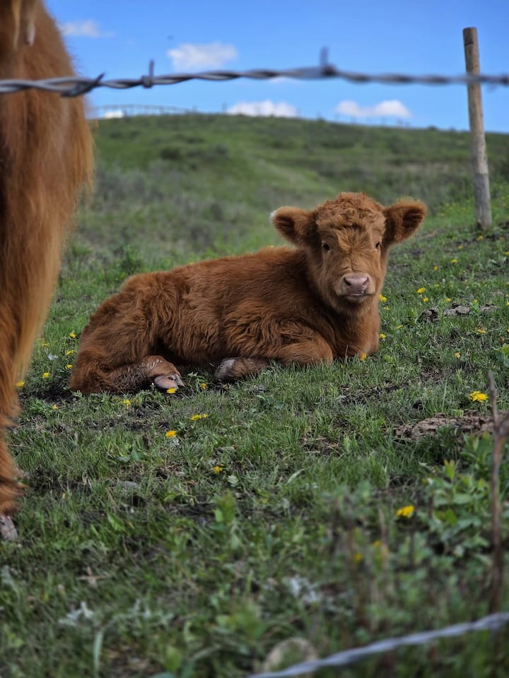 Highland Cow Farmstay - Cuddle A Calf & Baby Goats - Cochrane