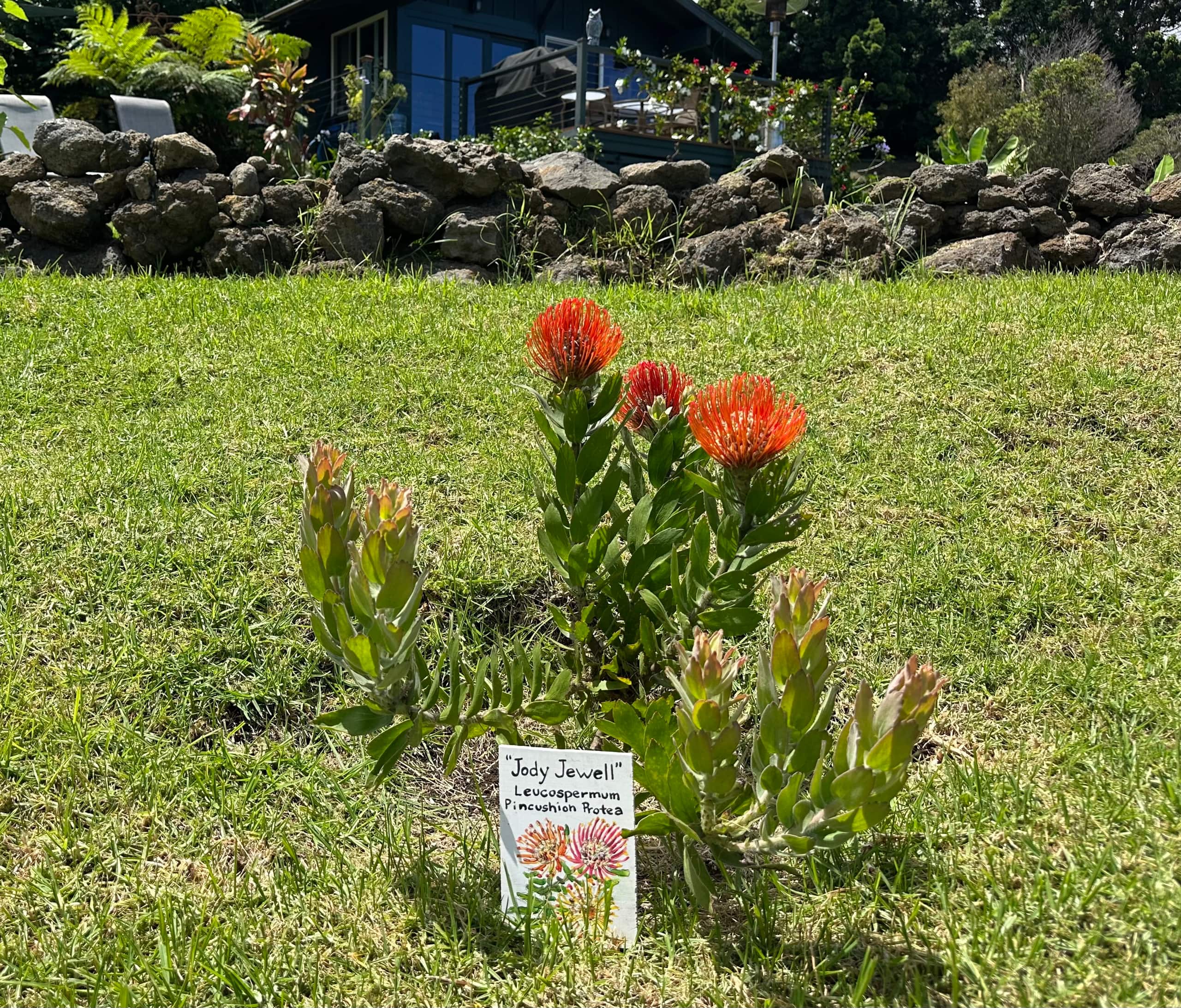 Kula Jacaranda Studio on the Slopes of Haleakala - Photo 11