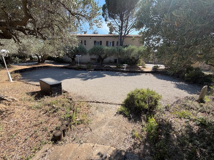Boulodrome de pétanque entouré d'oliviers avec éclairage nocturne