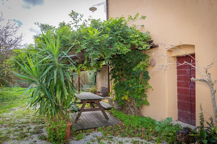 La Gatta E L'olivo - Casa Evelina - Castagneto Carducci