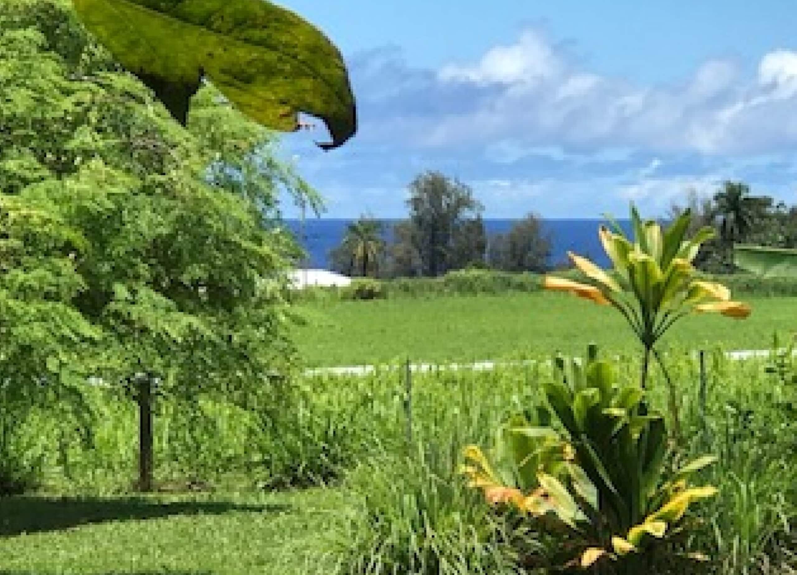 Deluxe Oceanview Sunrise Suite - Low EMF- Ethernet - Photo 17