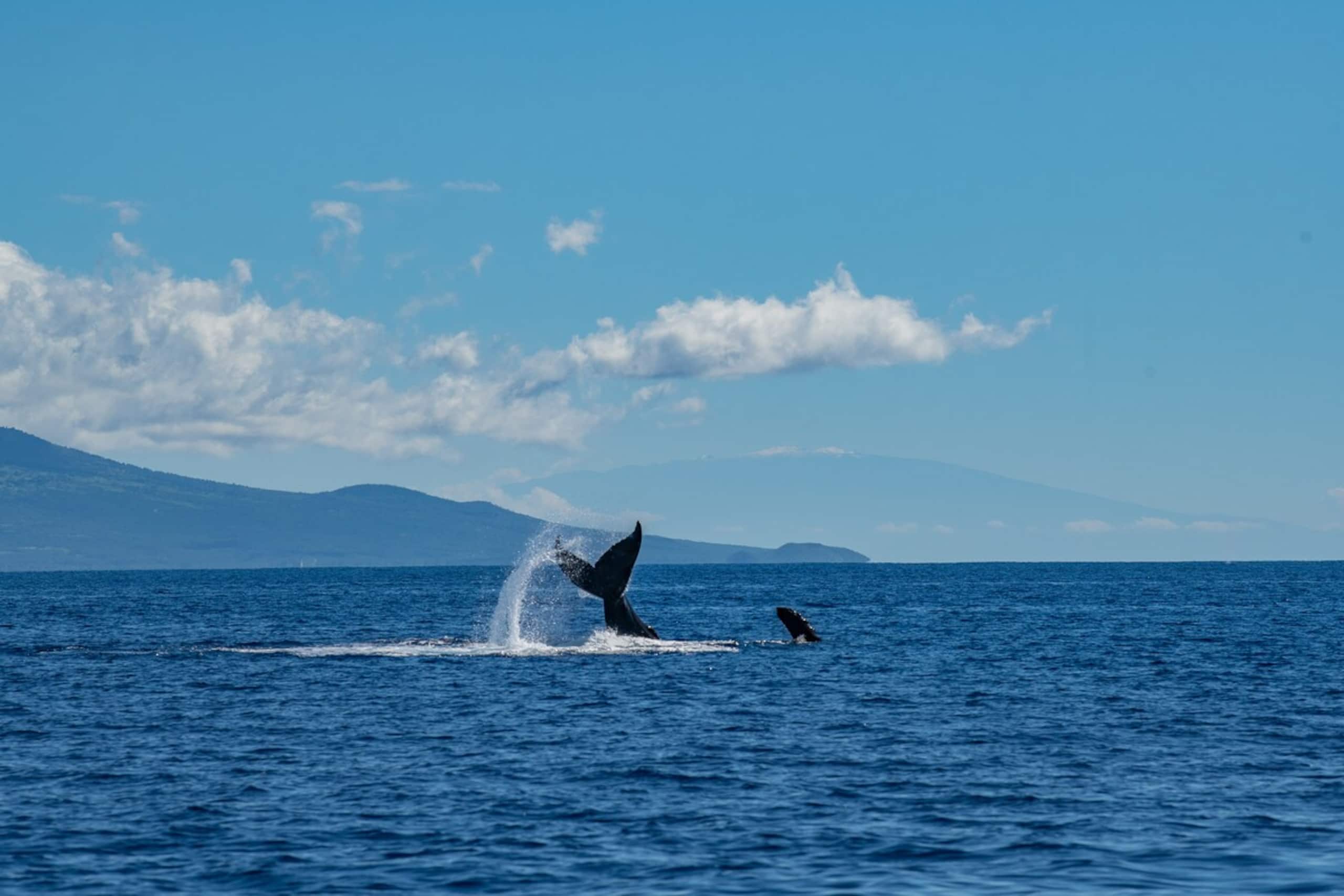 Sunsets and Turtles and Whales, Oh My - Photo 15