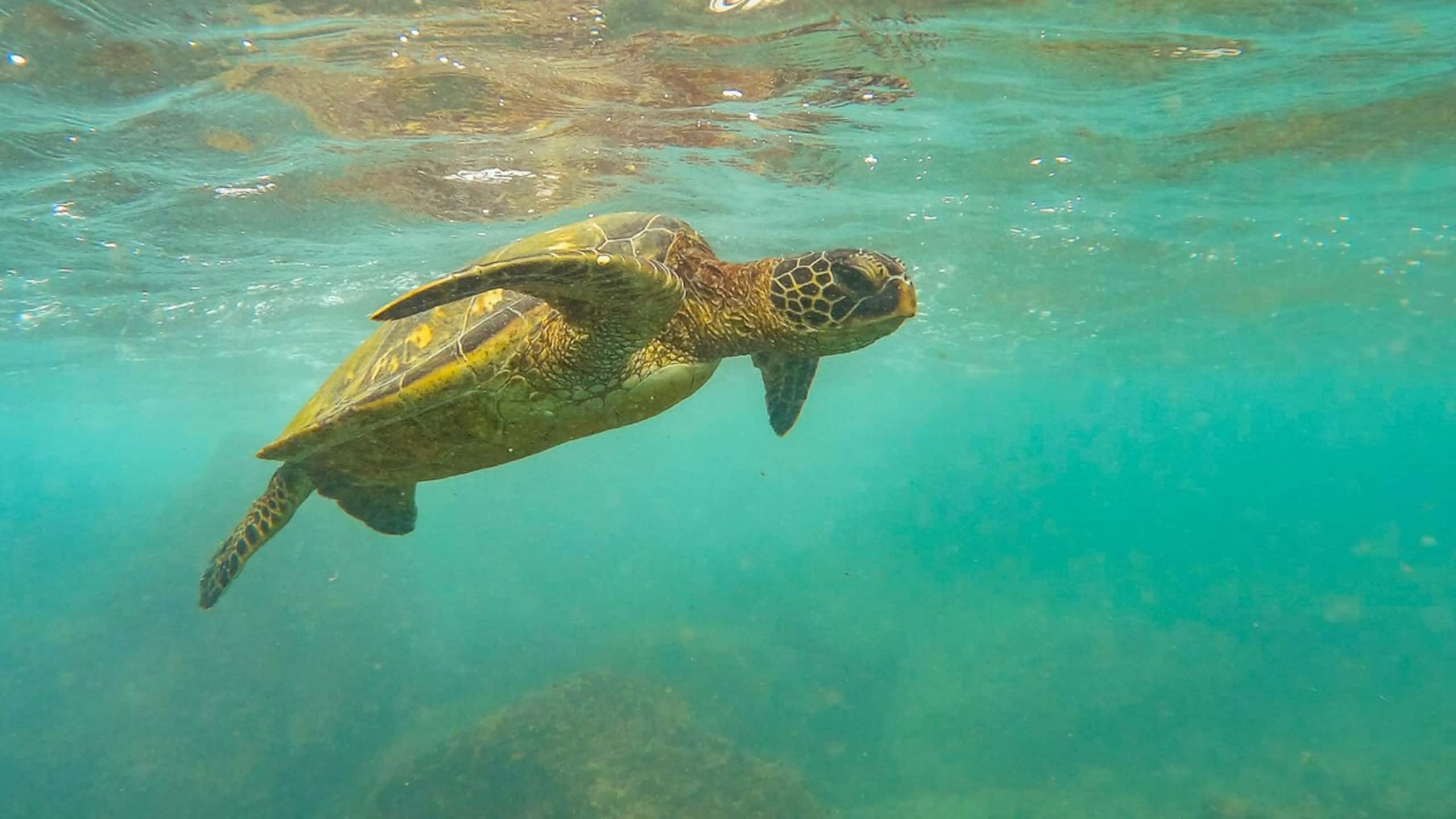 Sunsets and Turtles and Whales, Oh My - Photo 16