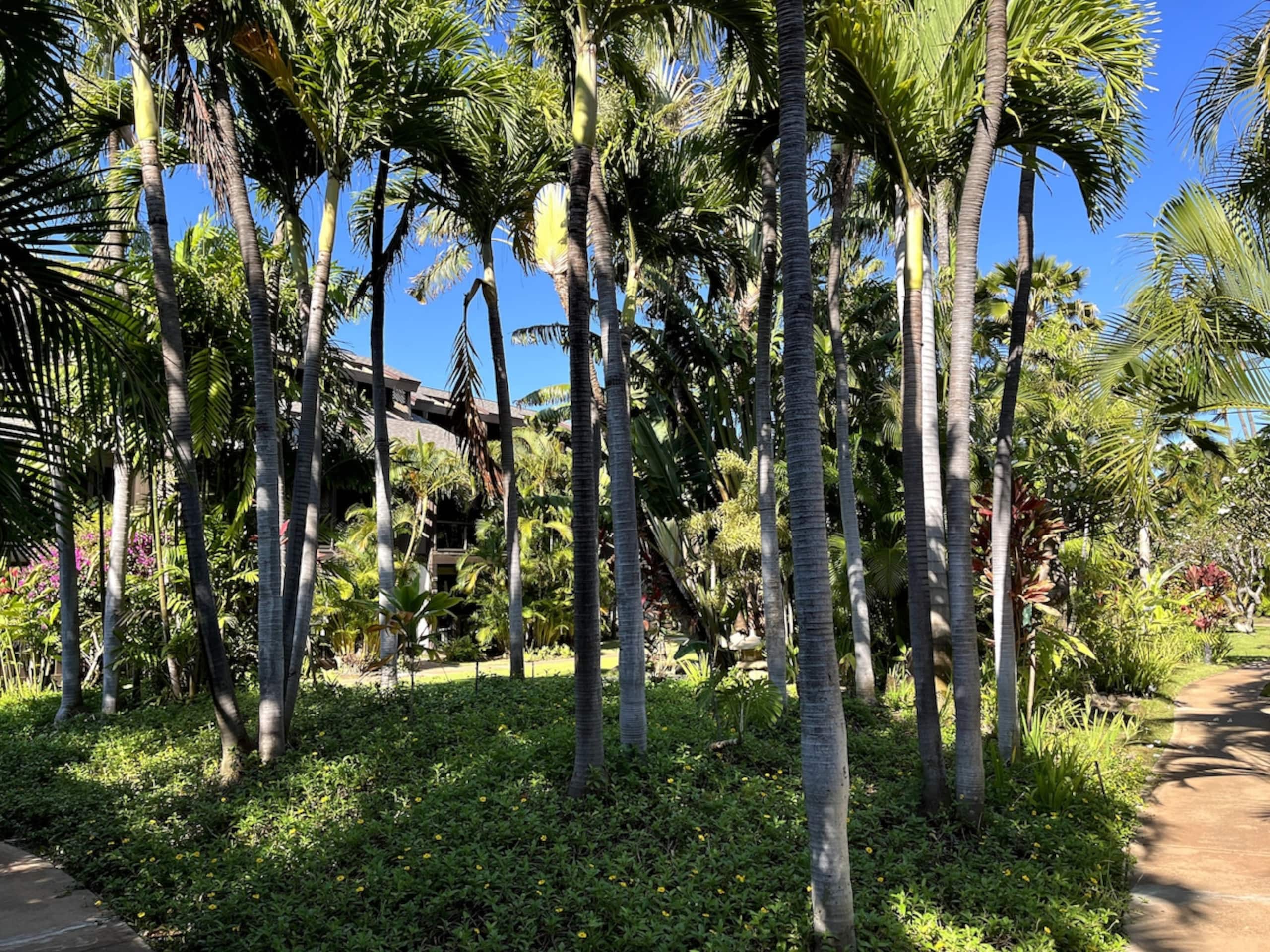 The Spirit of Aloha-1Bed/1Bath in Tropical Resort - Photo 48