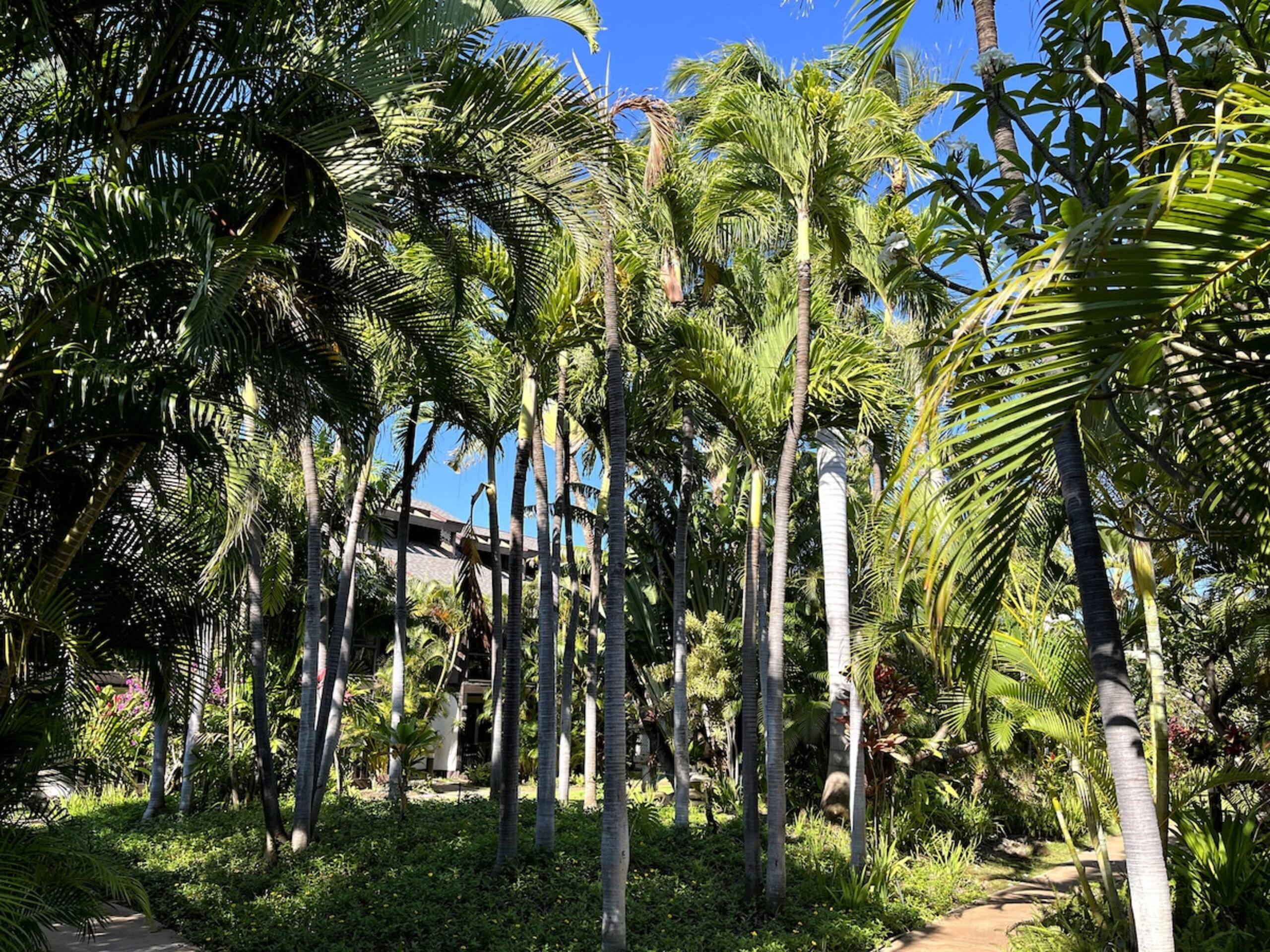 The Spirit of Aloha-1Bed/1Bath in Tropical Resort - Photo 63