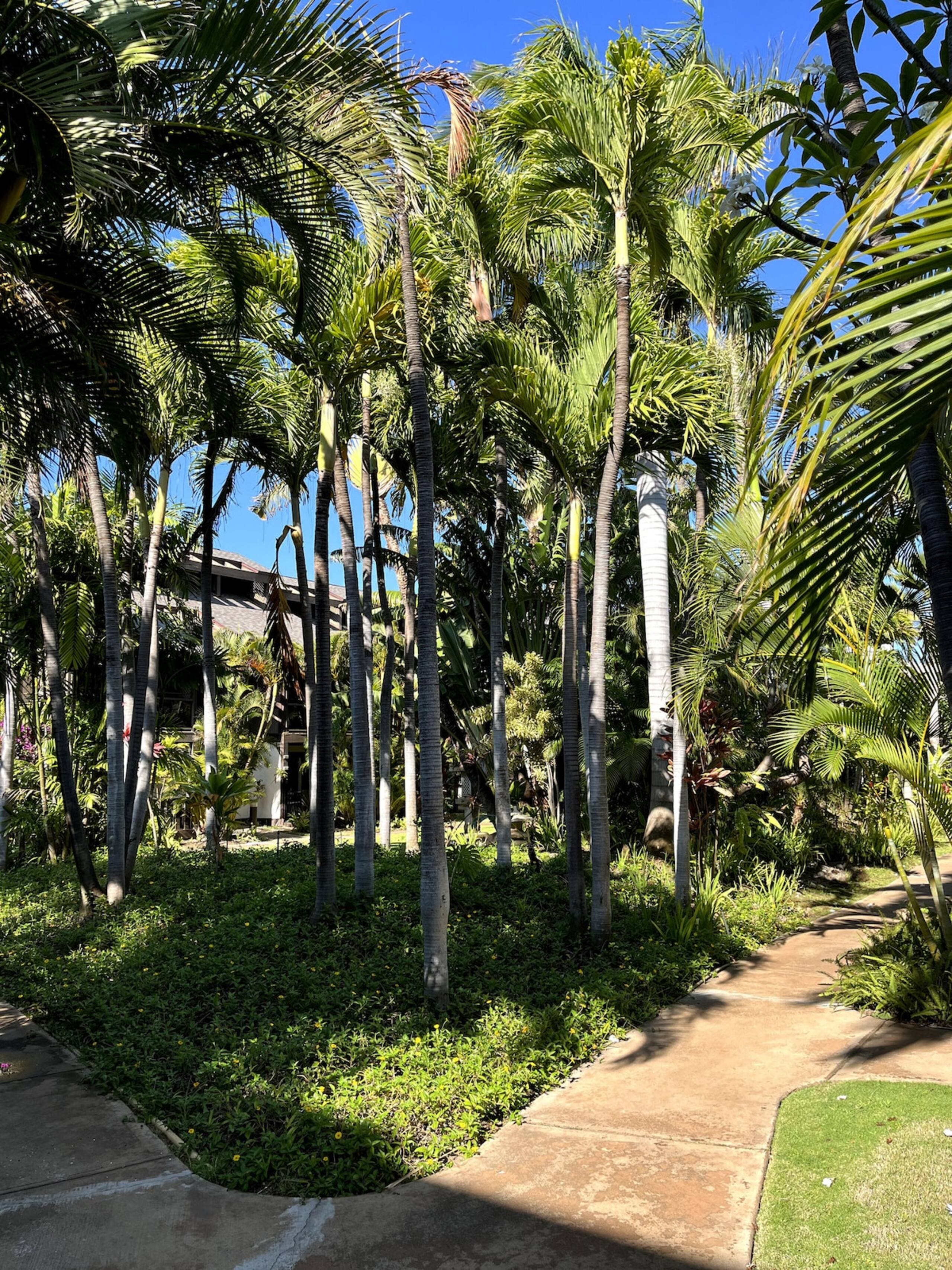 The Spirit of Aloha-1Bed/1Bath in Tropical Resort - Photo 67