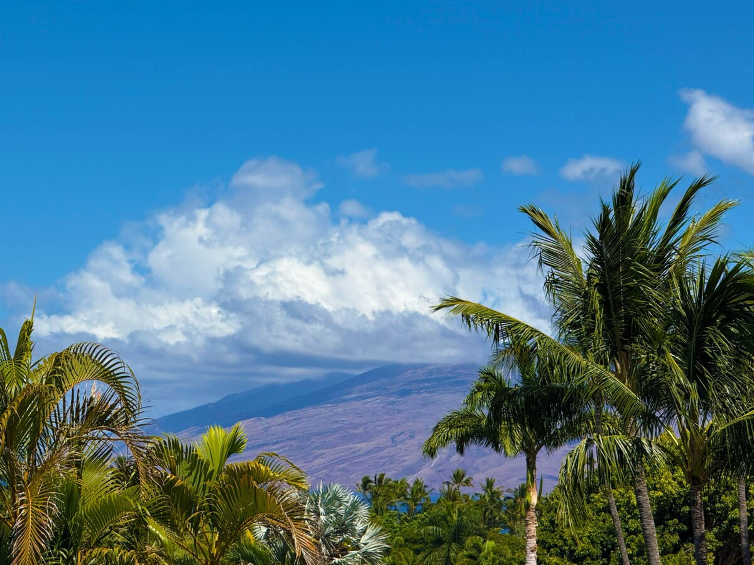 Last Minute Deal Wailea Remodel Large Lanai - Photo 38