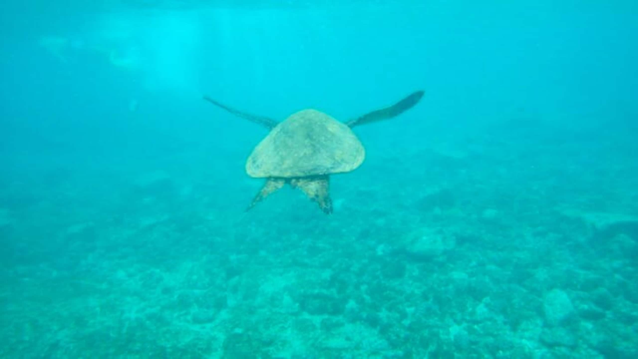 In the heart of S Kihei Across Best Beach - Photo 32