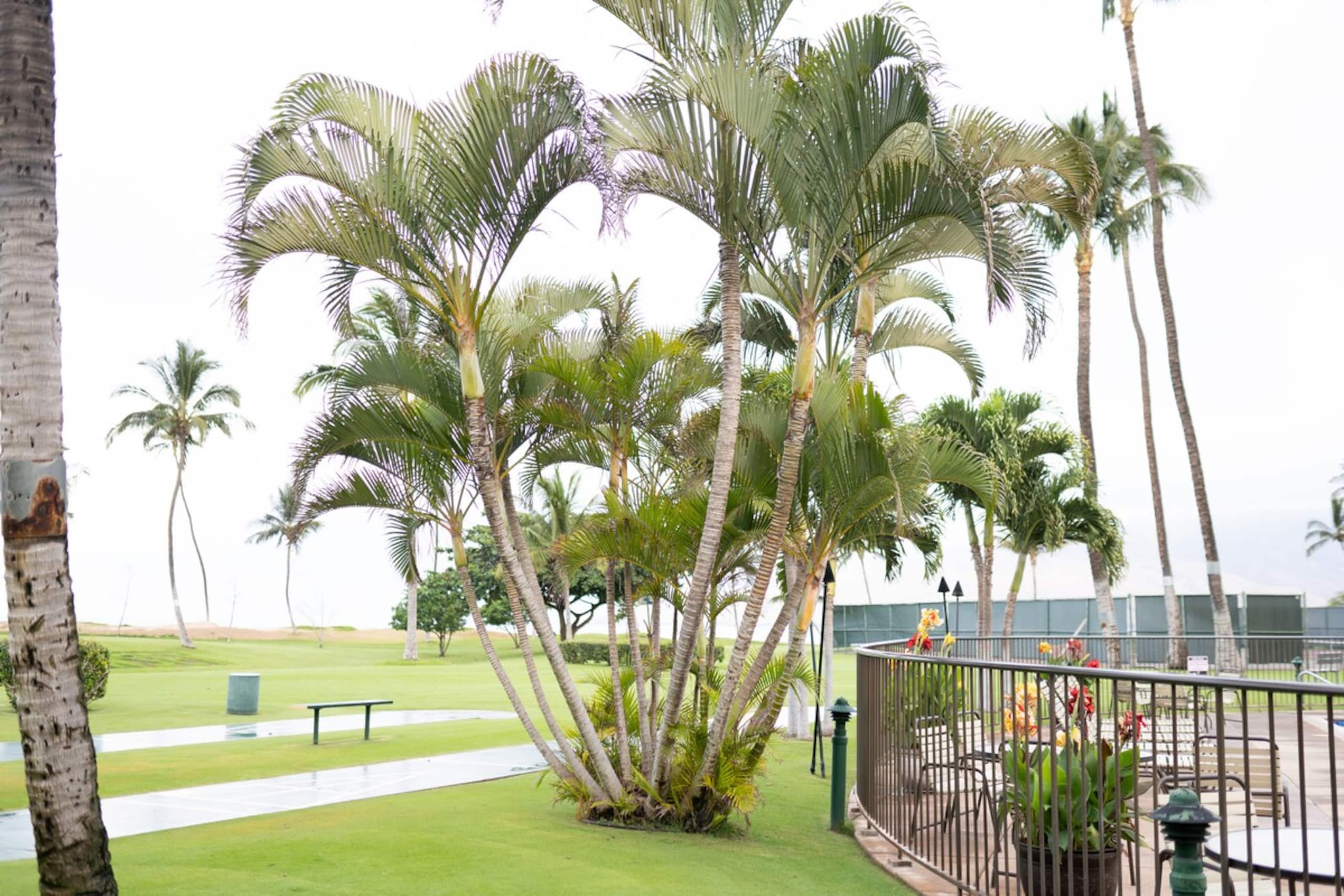 Bamboo Forest Getaway- Oceanfront, View & Pool - Photo 66