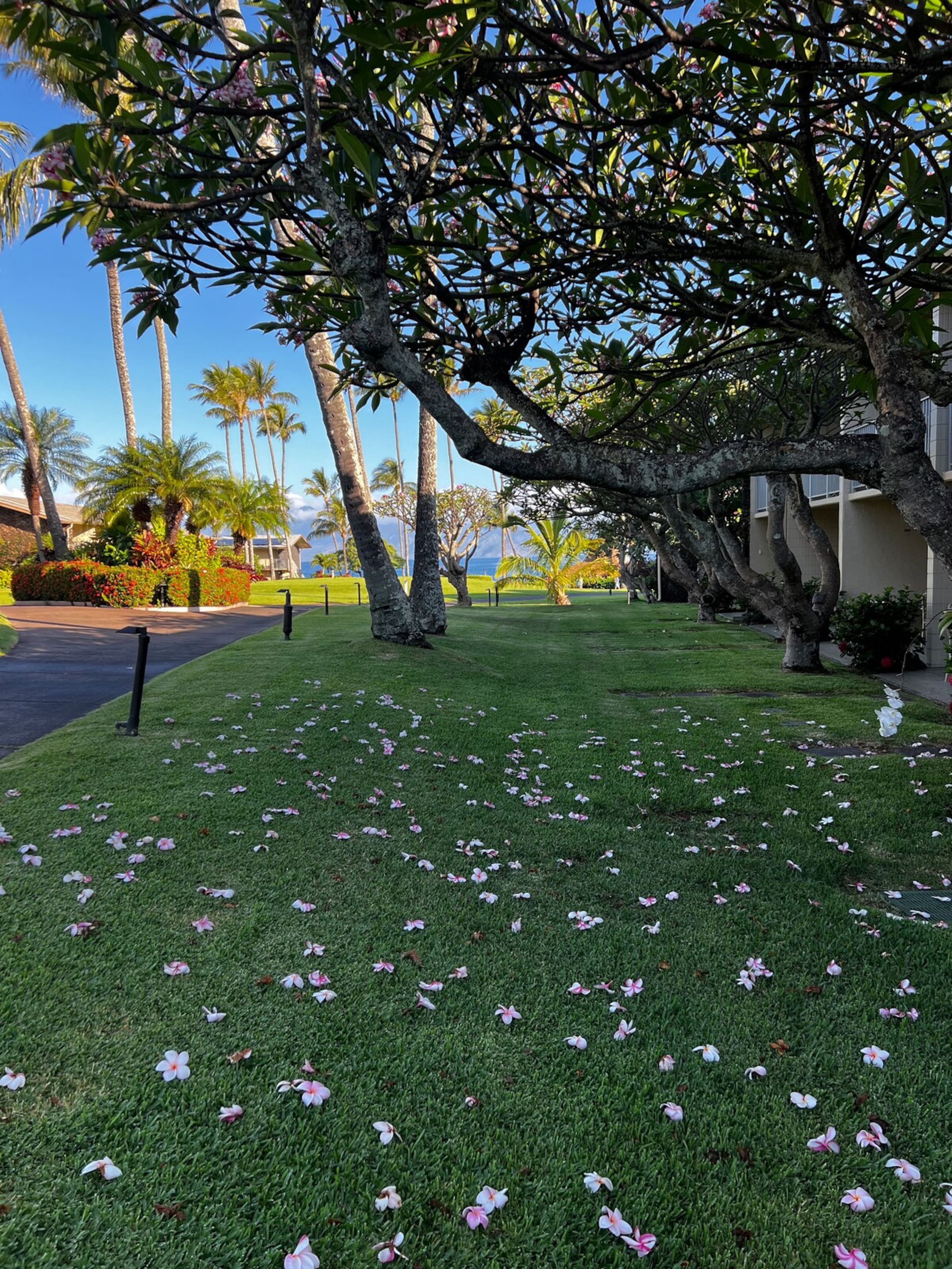 Aloha updated Studio Napili Resort Beach & Pools - Photo 8