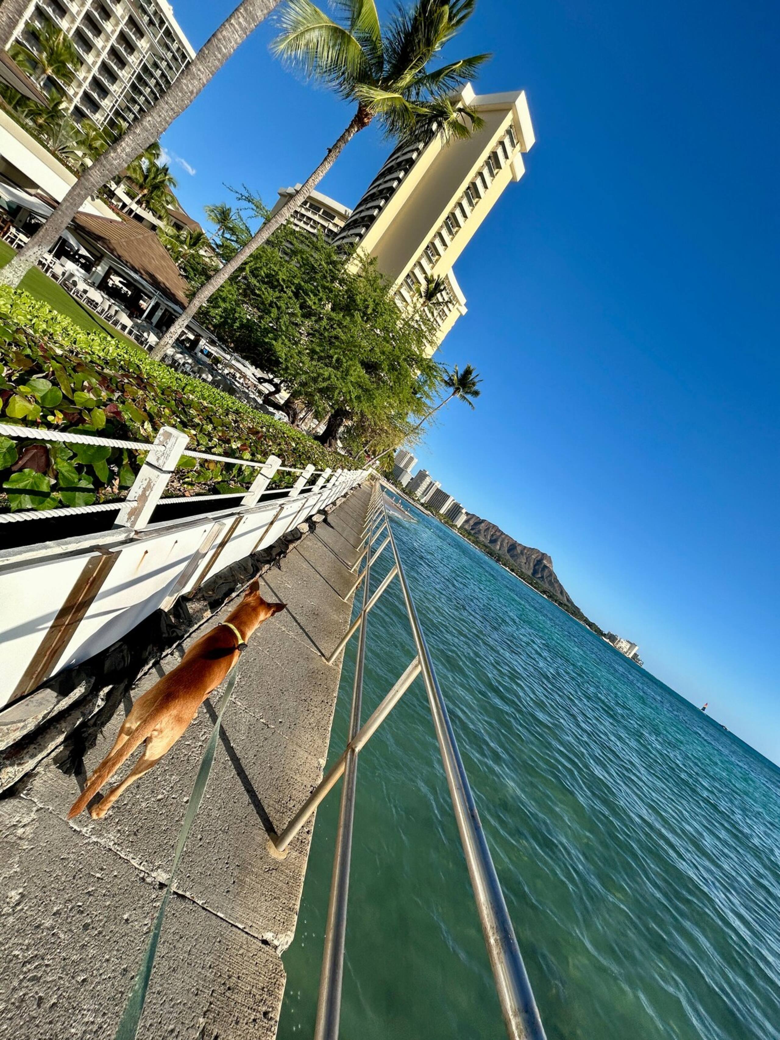 Waikiki Living - Photo 29
