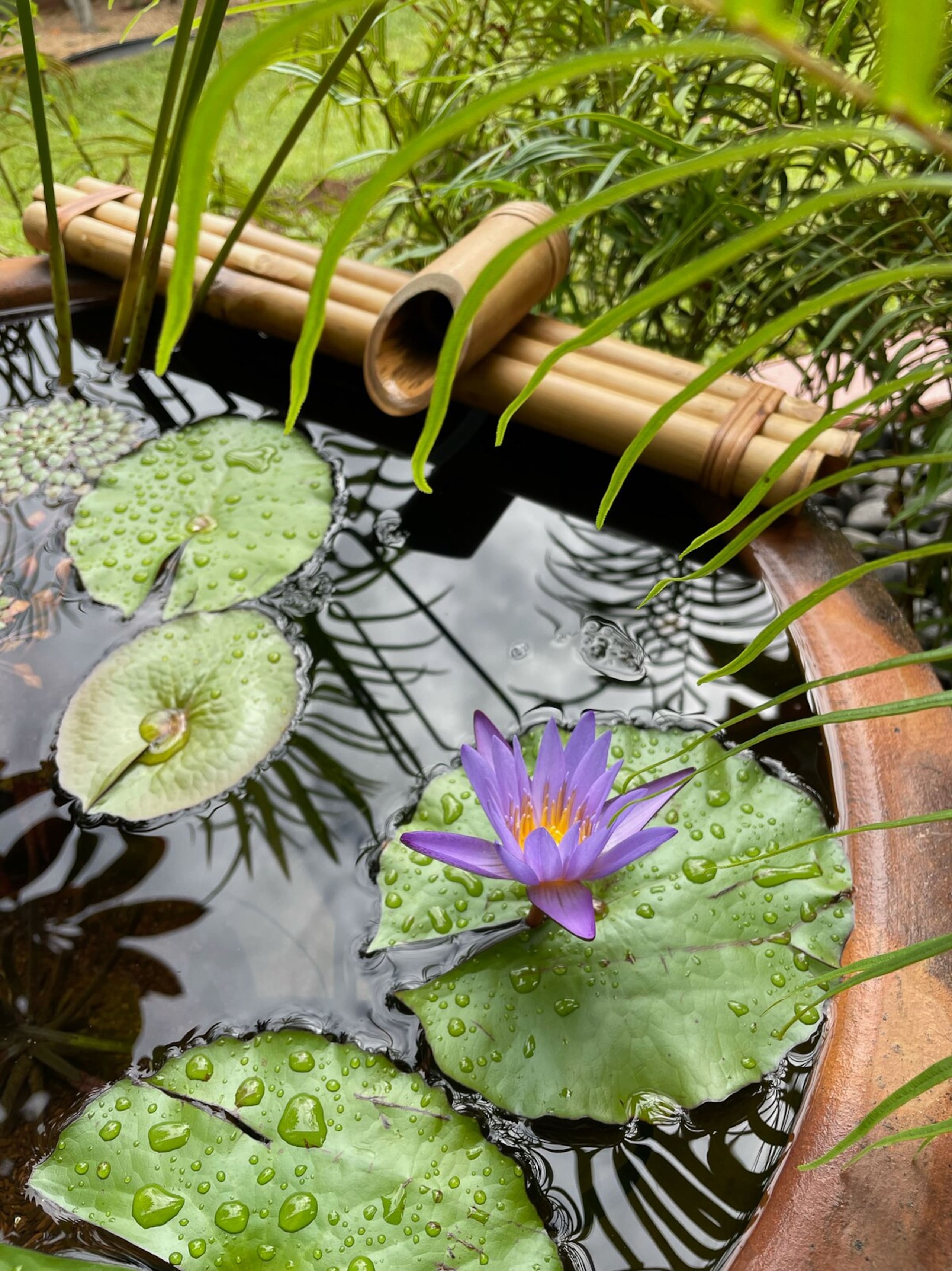 Quiet Tropical Gardens, 2B/2B - Photo 19
