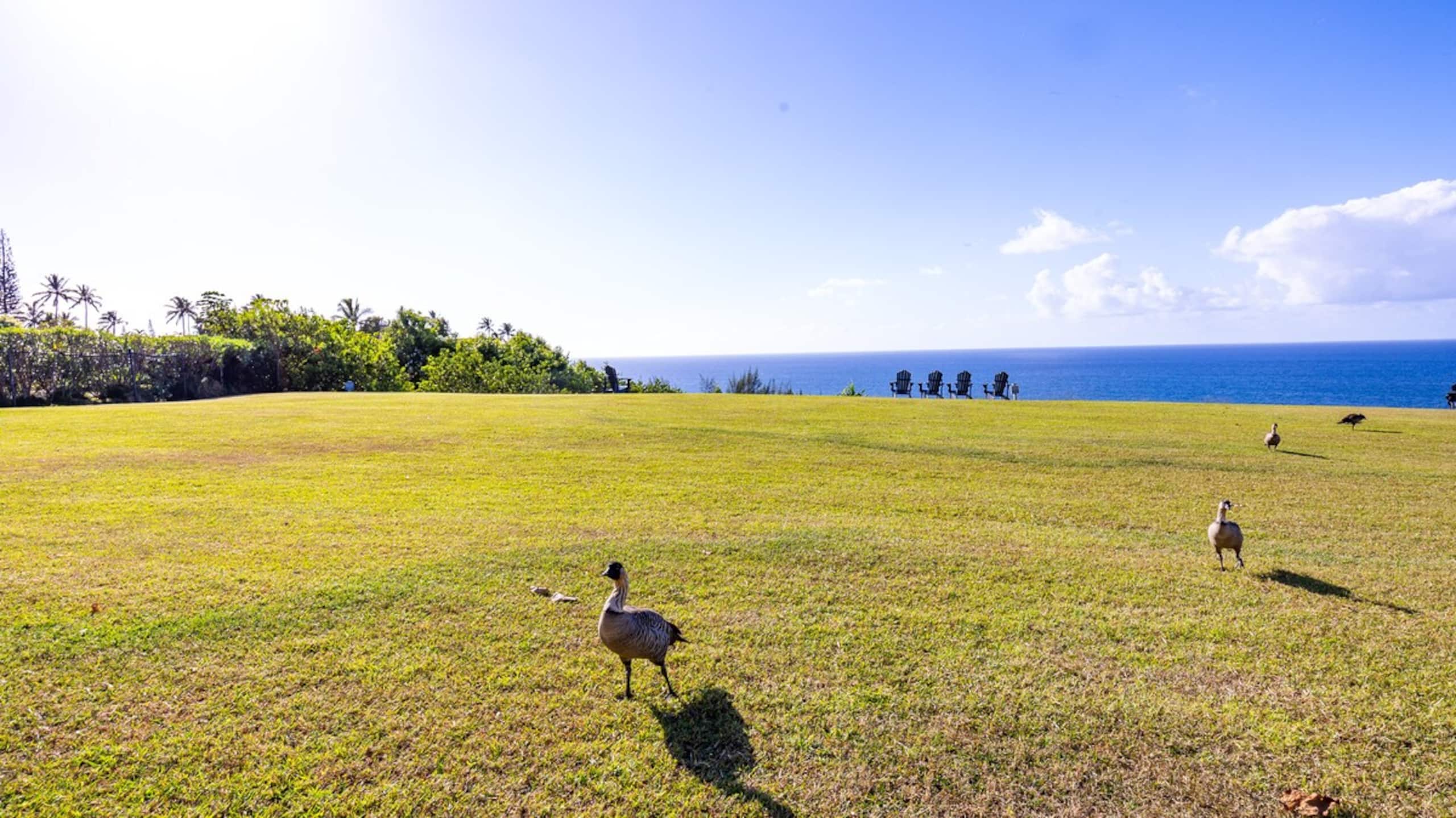 Romantic Island Condo *Jungle Views - Photo 30
