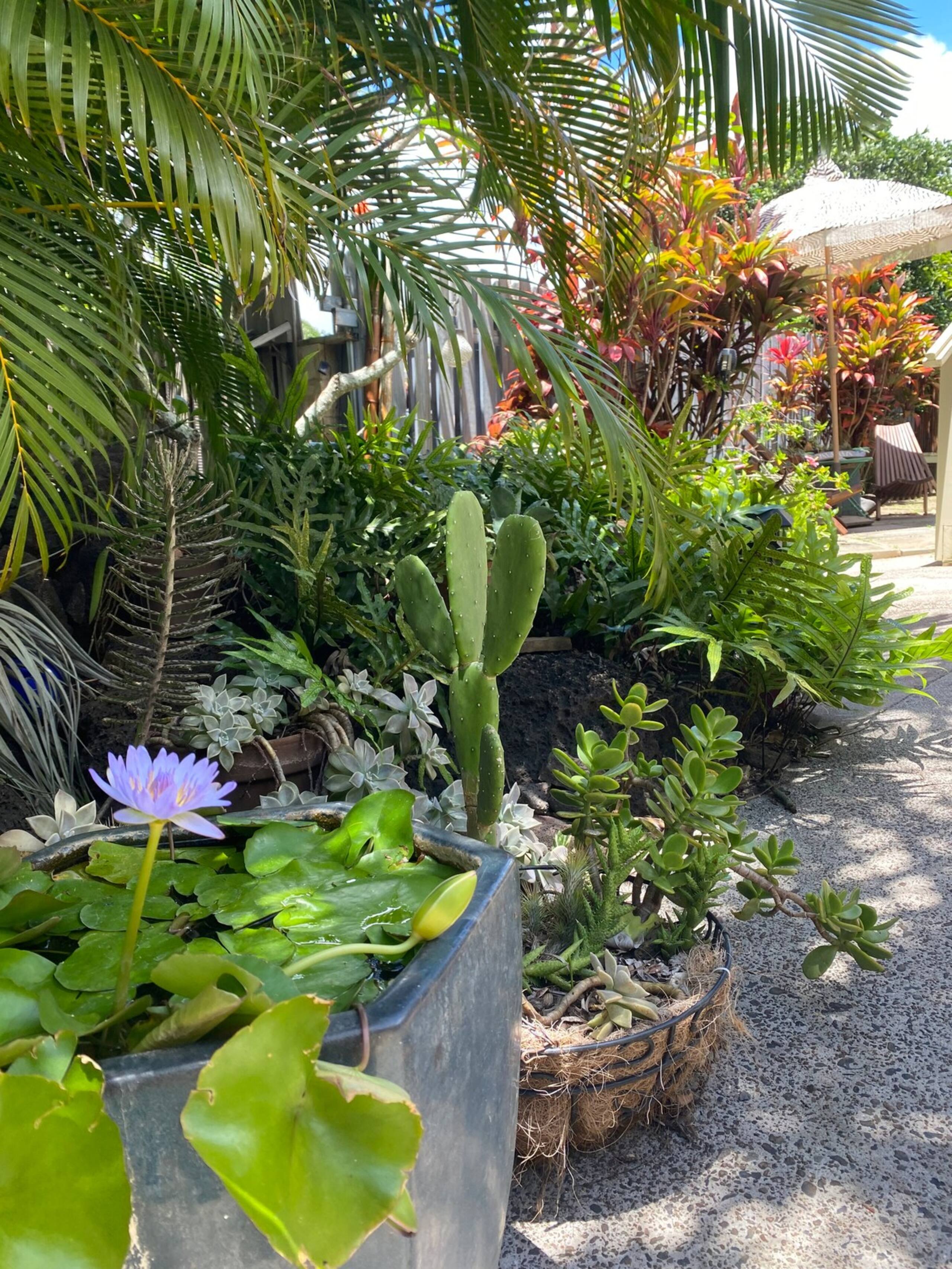 Aloha Suite. Charming Poipu getaway! - Photo 8