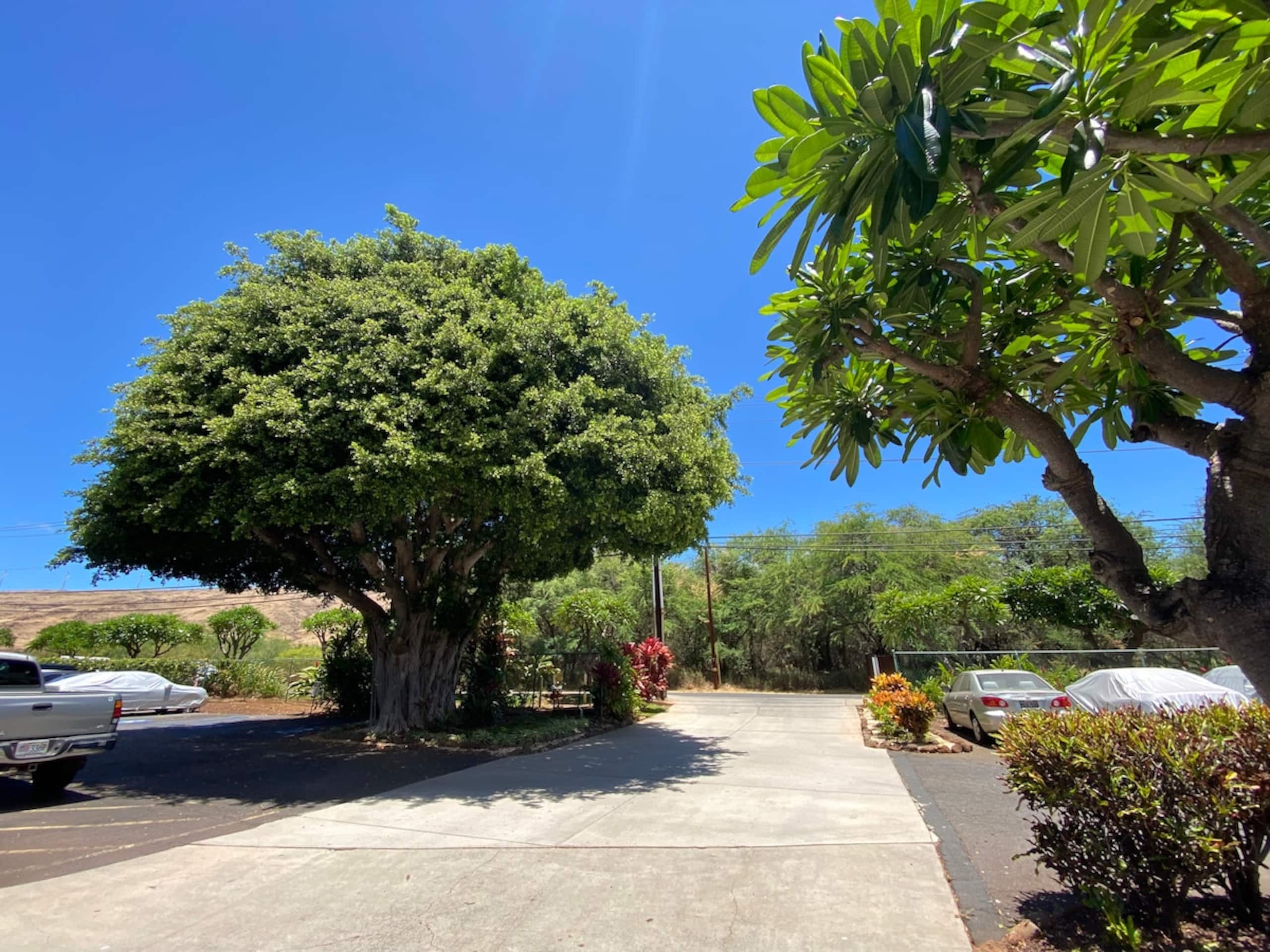 Maalaea Banyans 303 oceanfront, pool, hot tub, w/d - Photo 15
