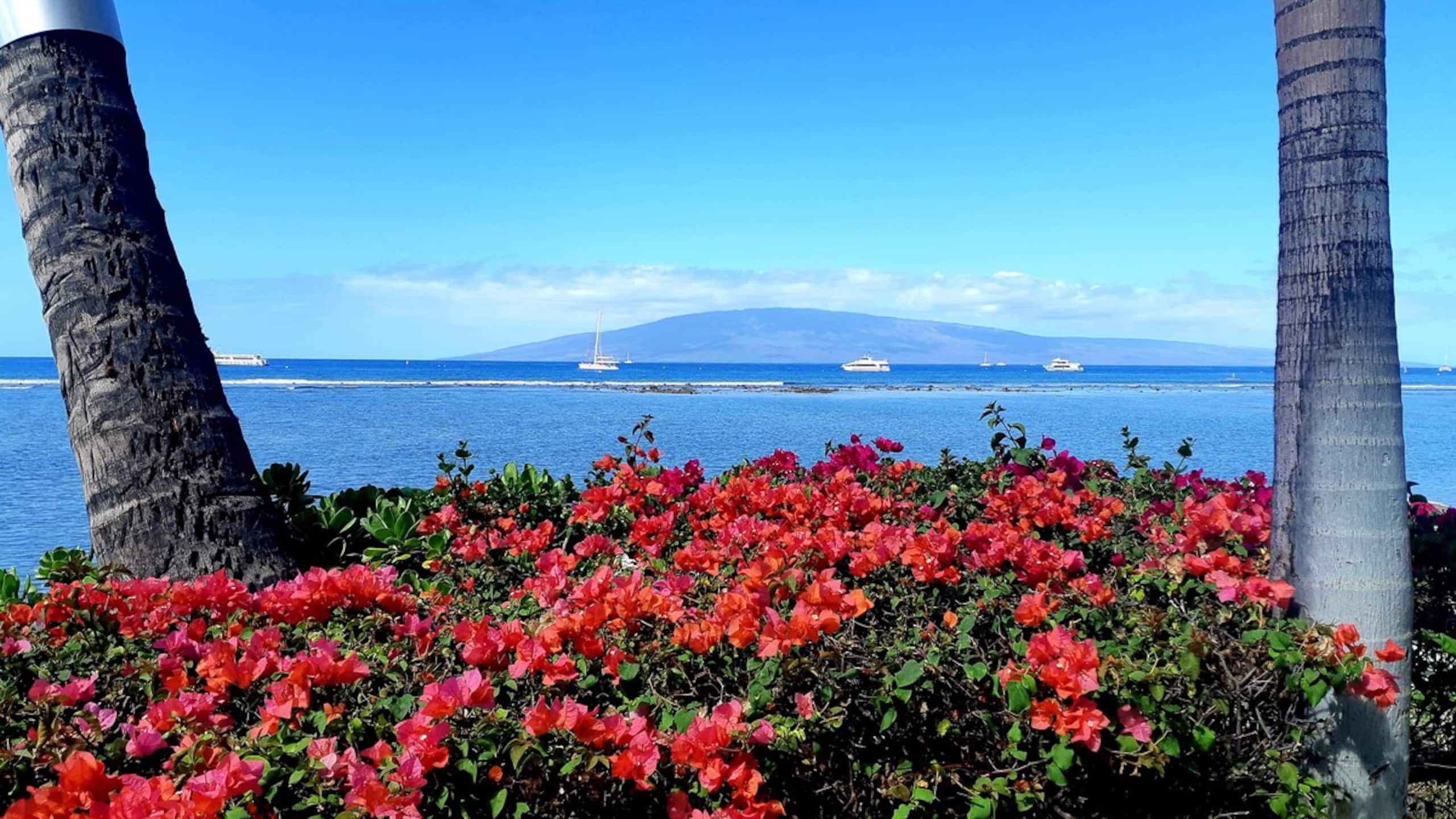 Lahaina Shores Beach Resort 406 Mountain View - Photo 16