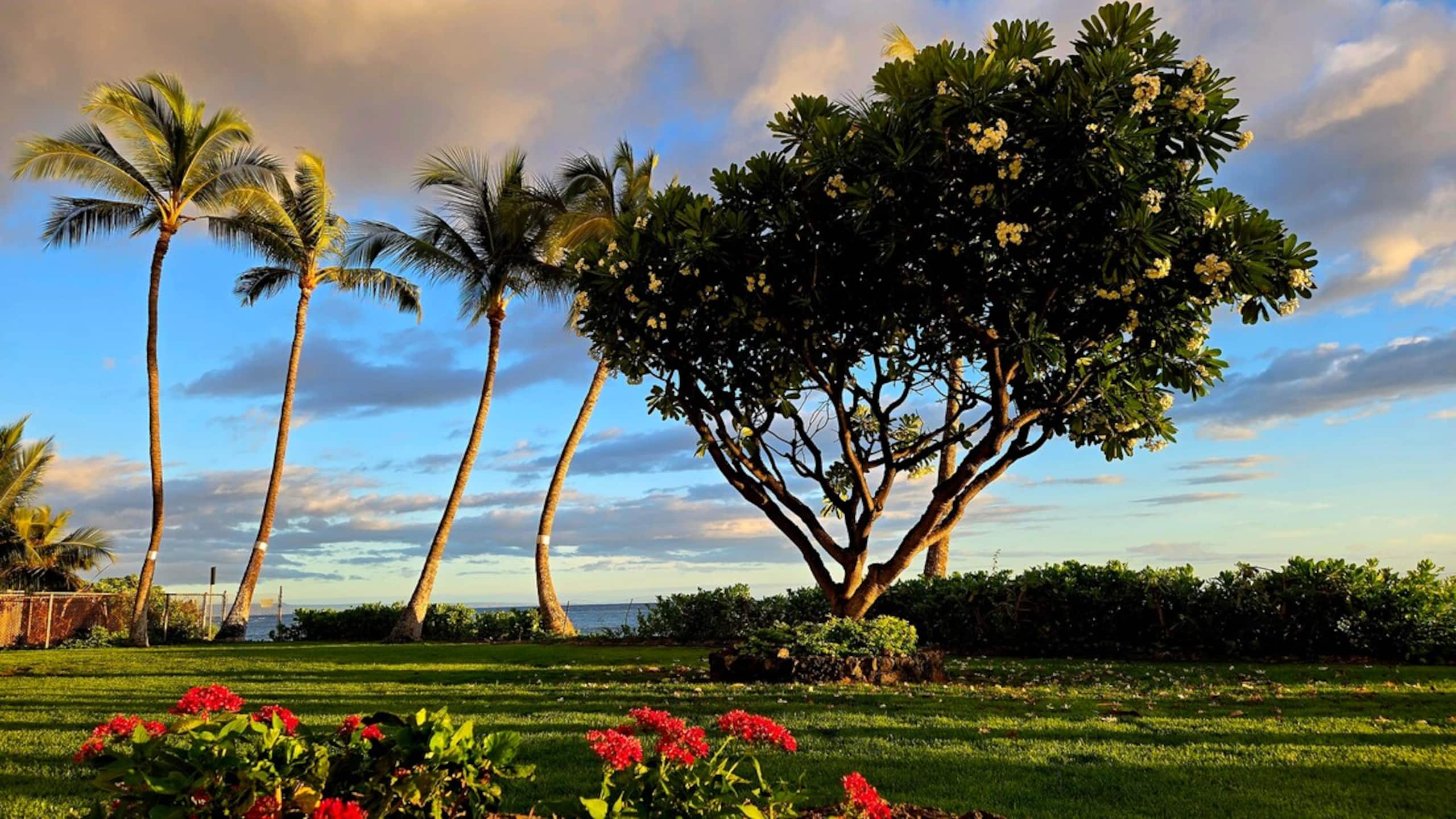 Lahaina Shores Beach Resort 406 Mountain View - Photo 31