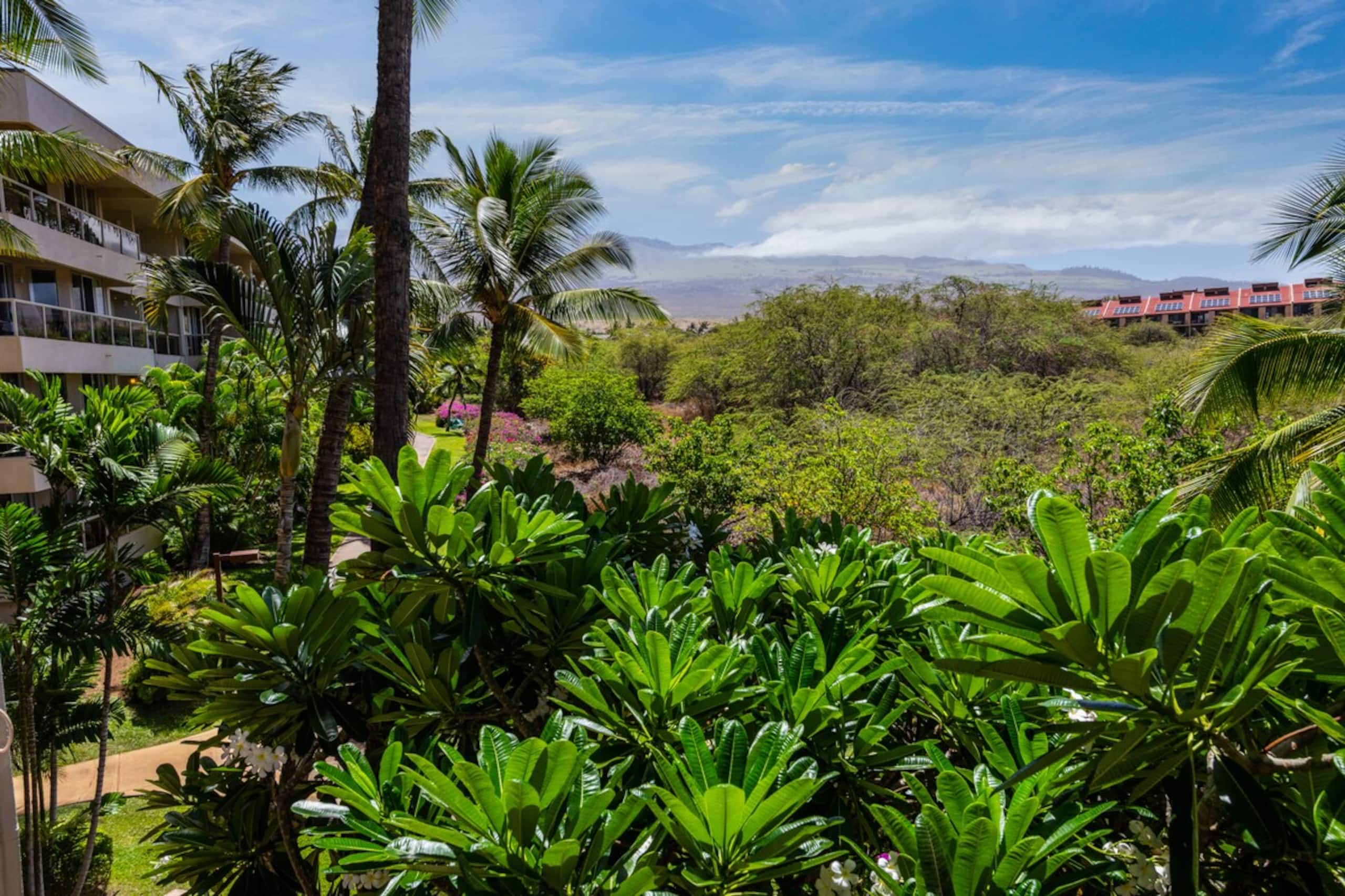 Maui Banyan 1bd/2ba, AC, quite, steps to the beach - Photo 14