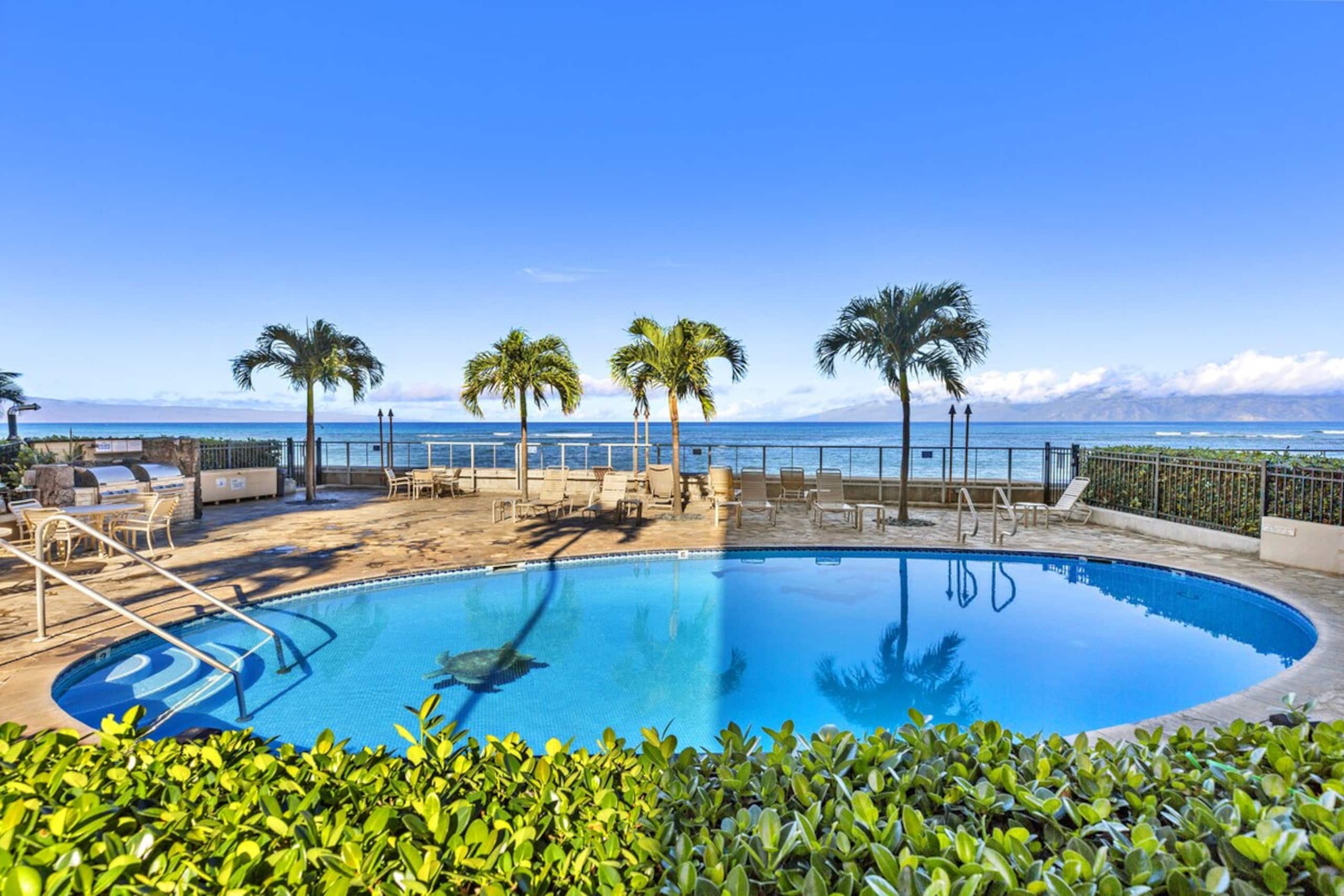 Lanai Dining, Island views and Sealife watching - Photo 31