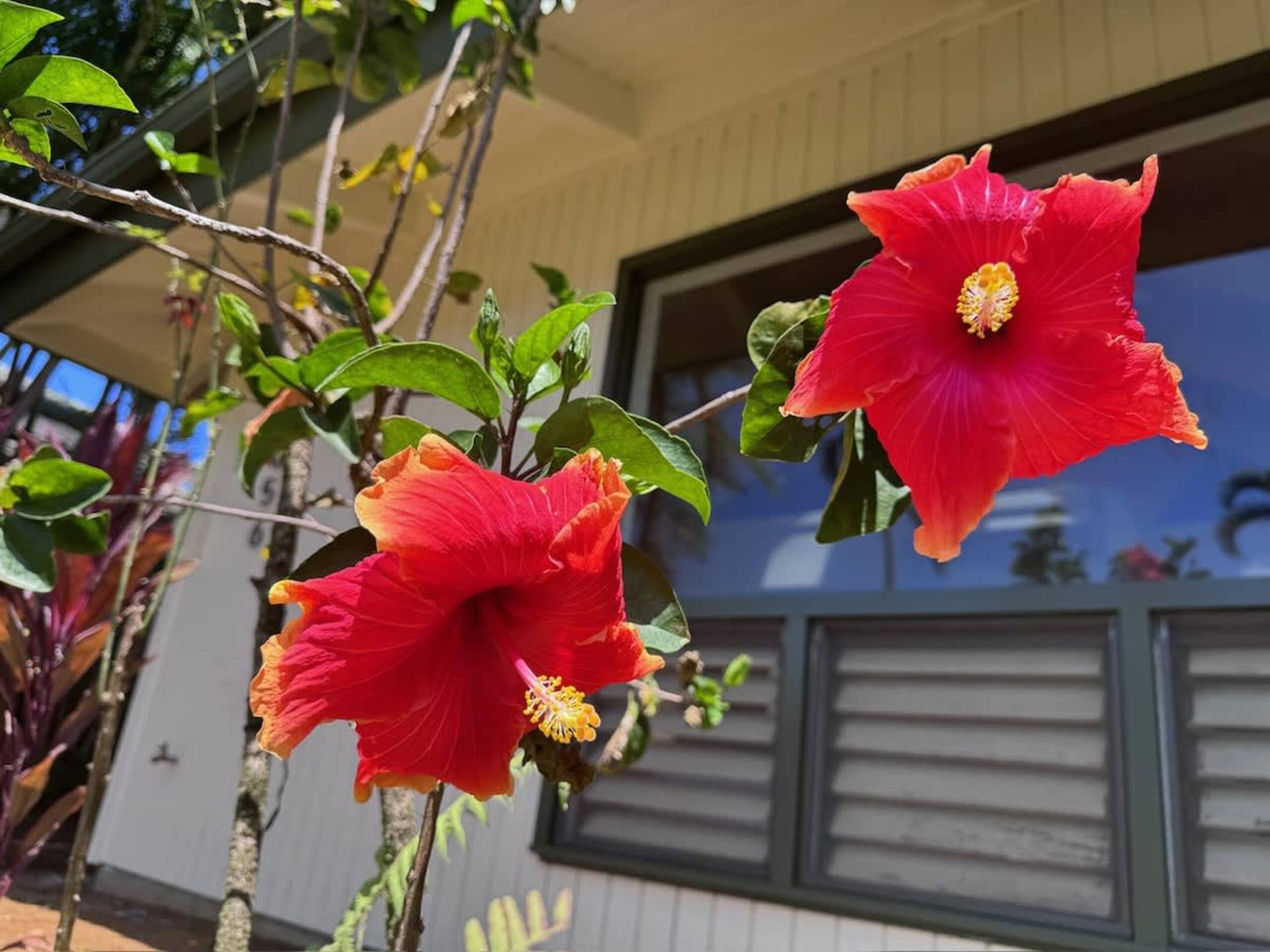 Kauai Mermaid Queen Sanctuary - Sleeps 16 - A/C - Photo 25