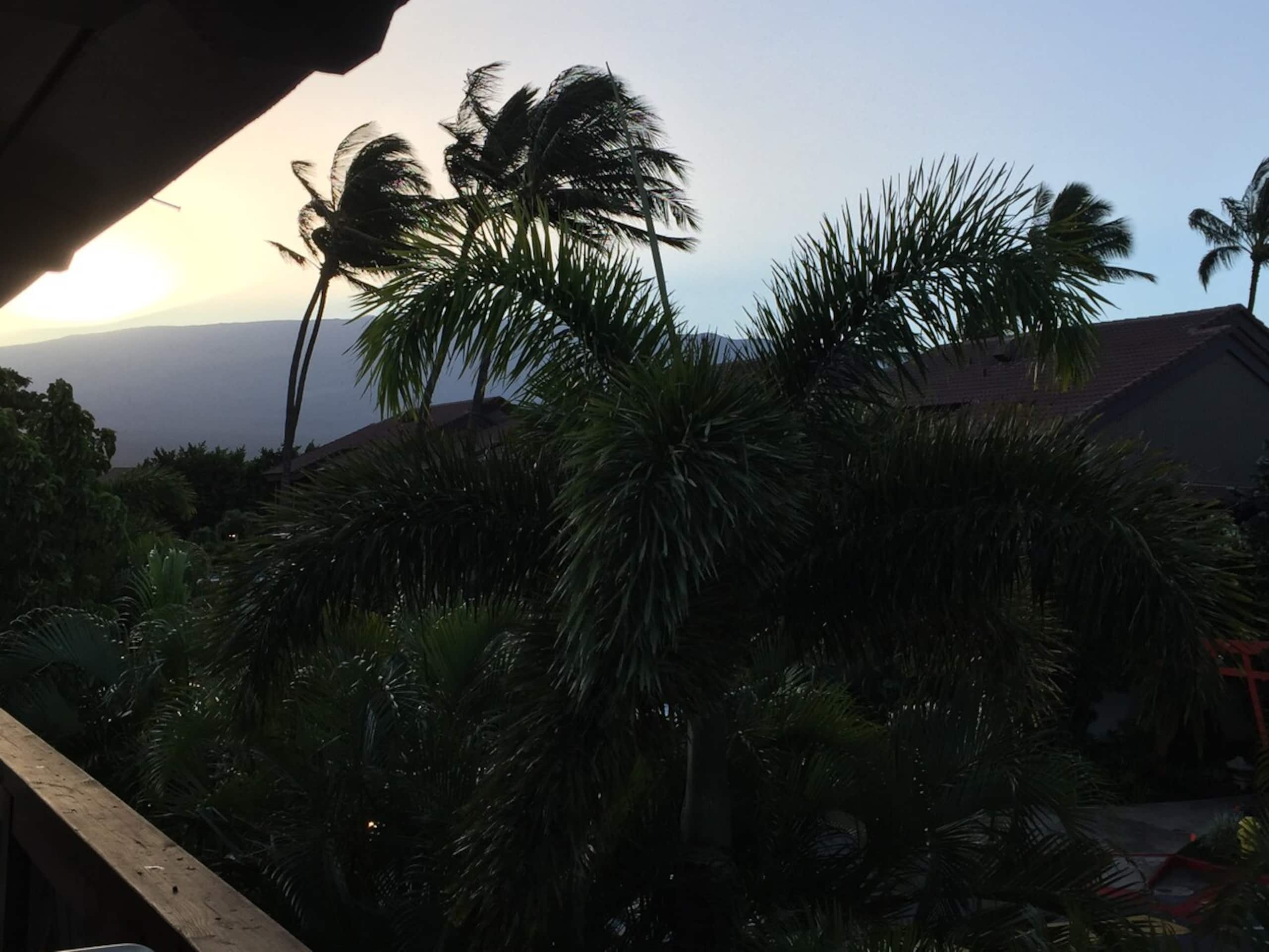 Maui Whispering Palms Remodel 250 Steps 2 beach - Photo 48