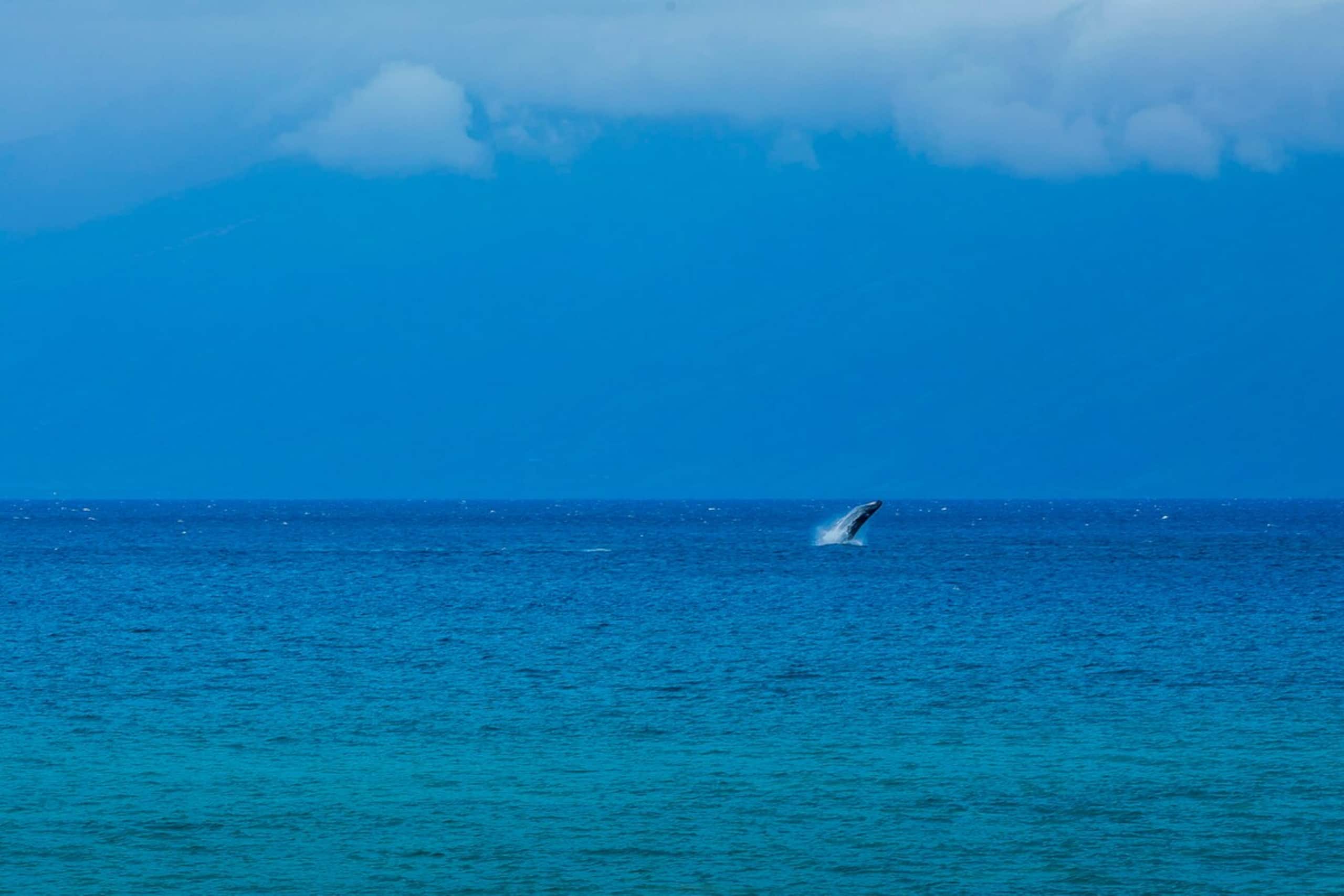Pristine Ocean Views B204 Premium - Photo 22