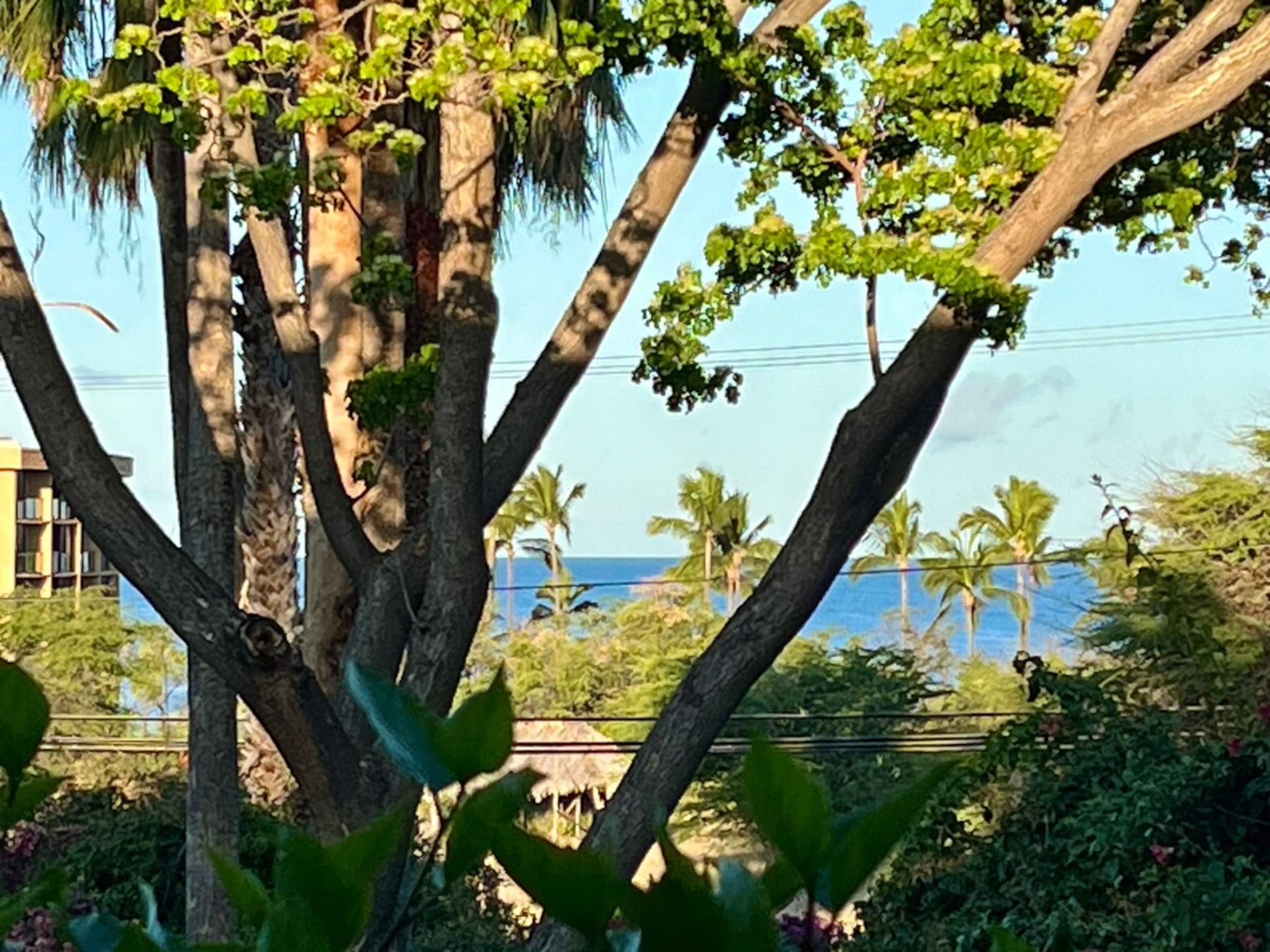 Ocean Views - a 5 minute walk to Keawakapu Beach - Photo 23