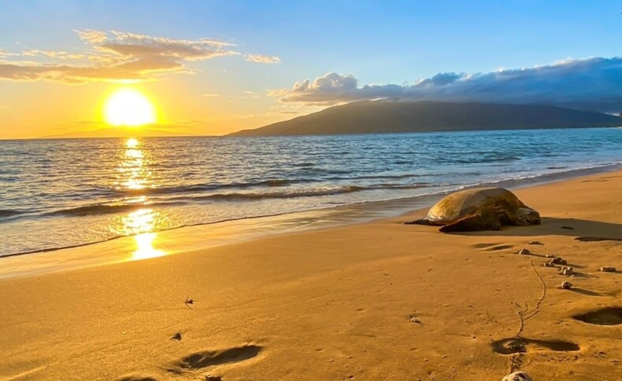 Beachfront Condo South Maui - Restaurant Nearby - Photo 29