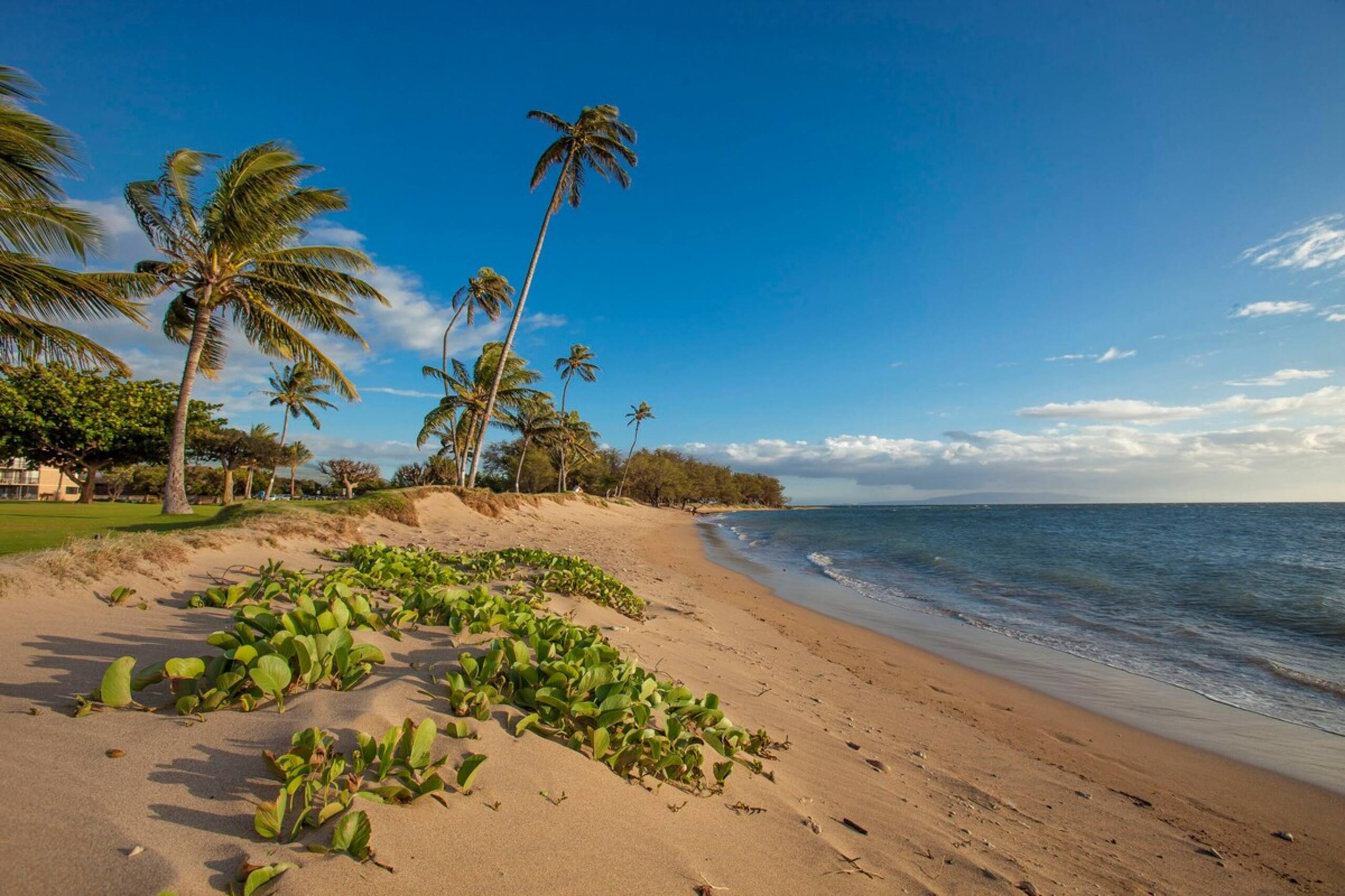 Spacious Renovated Unit, Ocean Front Views MSB417 - Photo 43