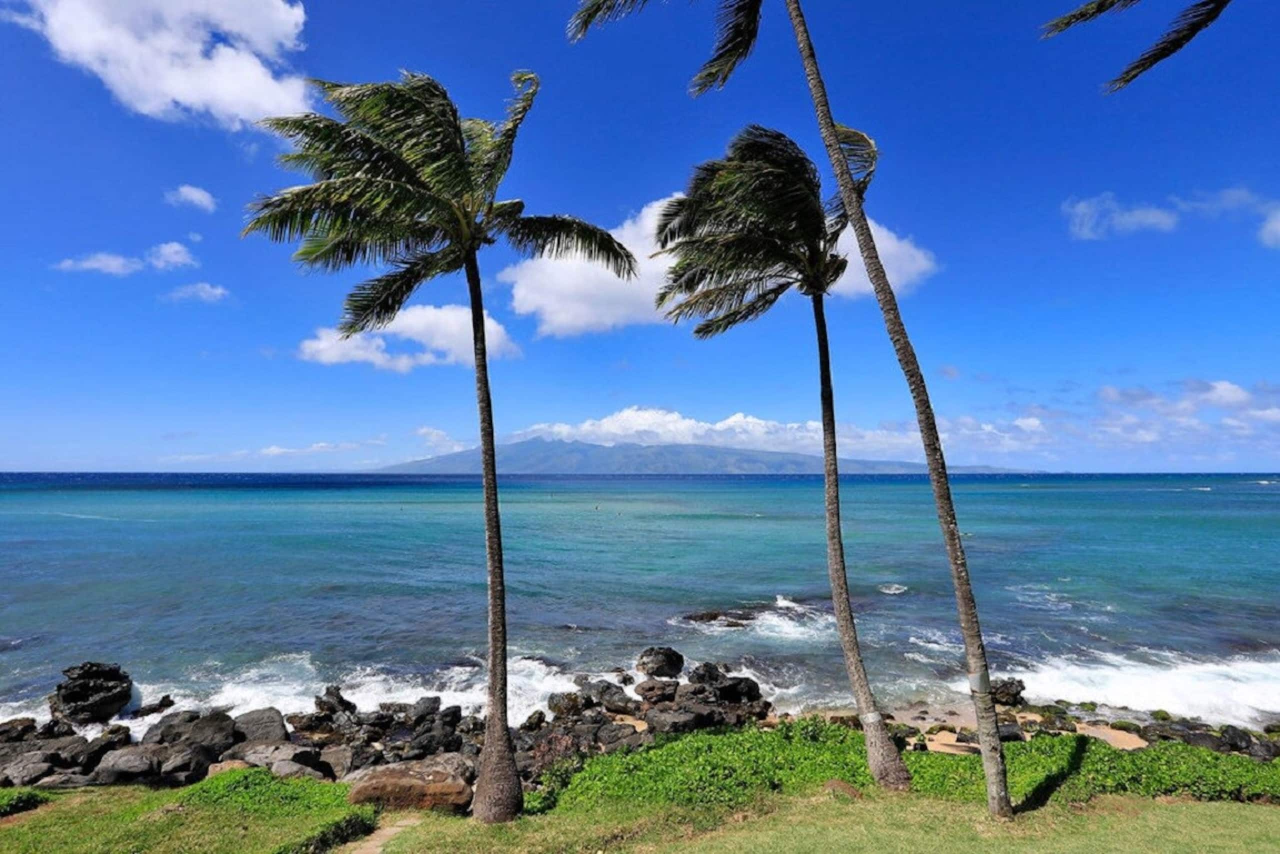1bd Oceanfront gem with charm, views & Island vibe - Photo 39