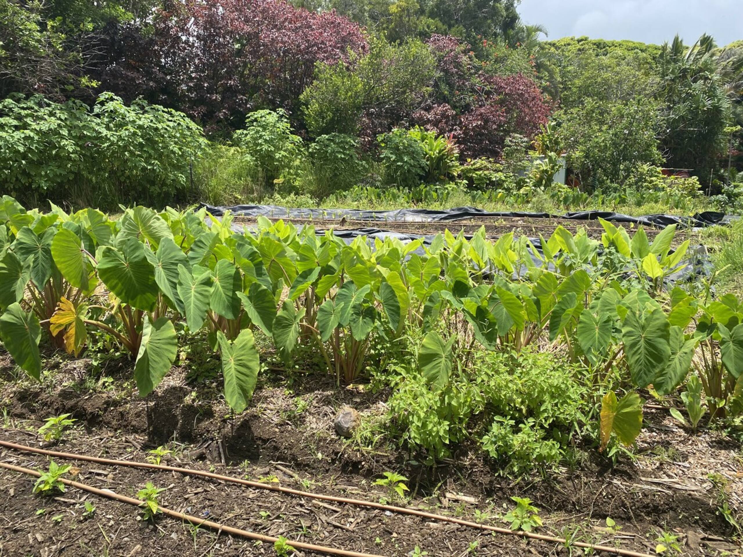 Plumeria Room Farm Stay in Haiku on Road to Hana - Photo 95