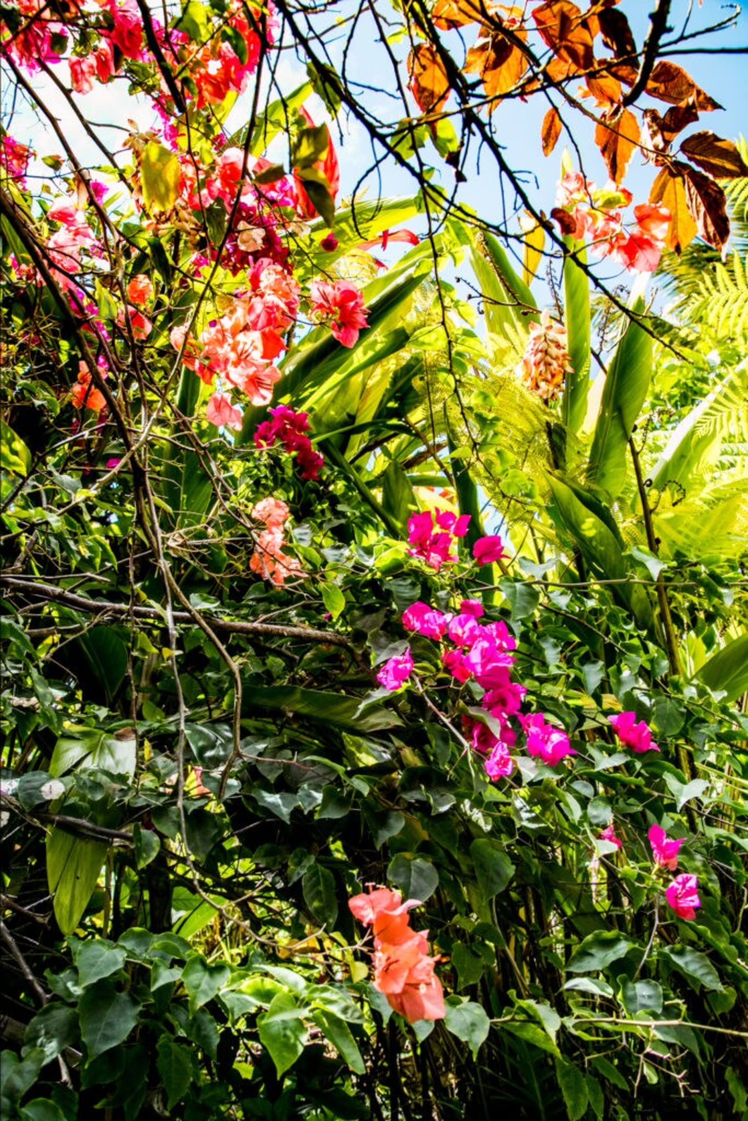 Plumeria Room Farm Stay in Haiku on Road to Hana - Photo 68