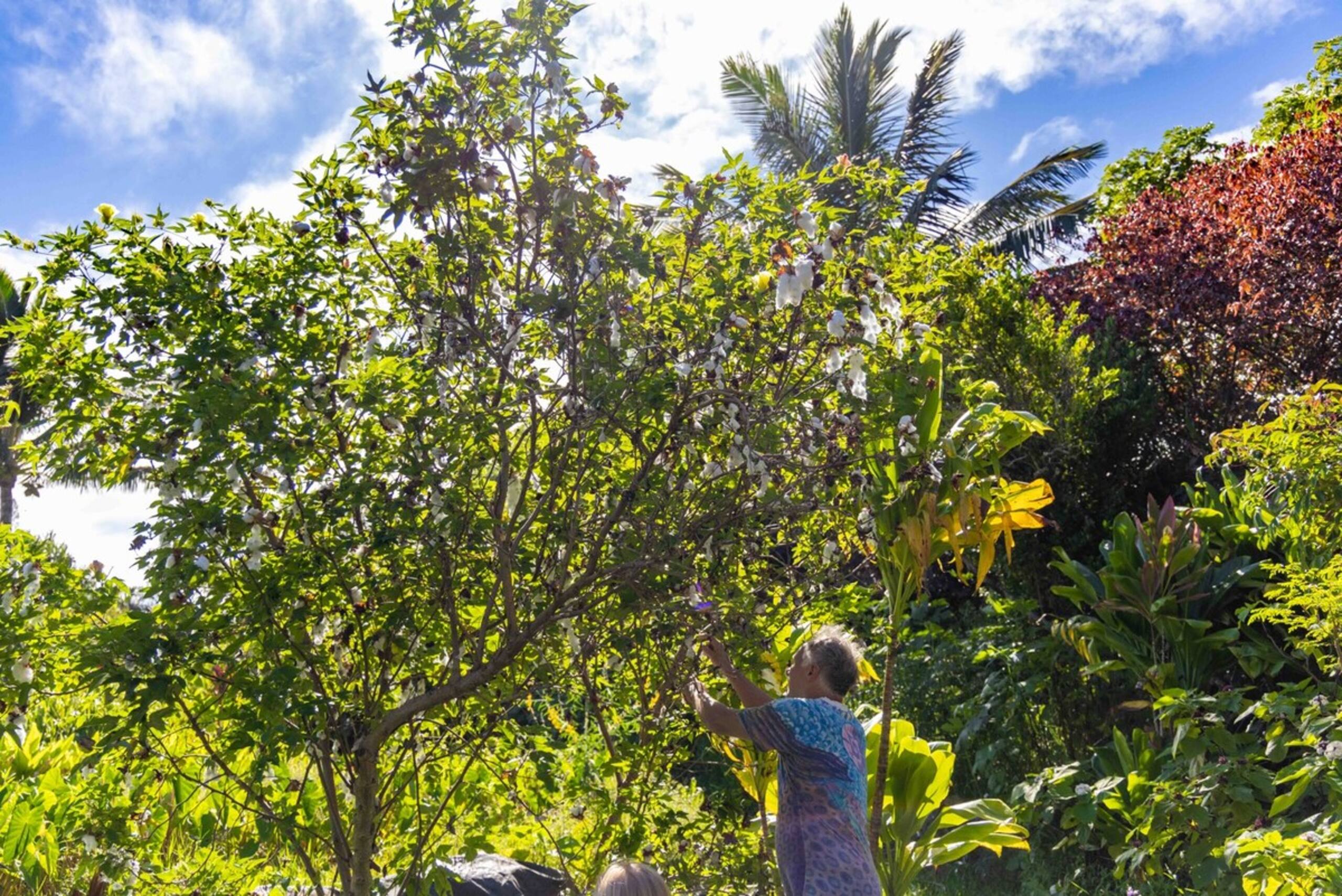Plumeria Room Farm Stay in Haiku on Road to Hana - Photo 97