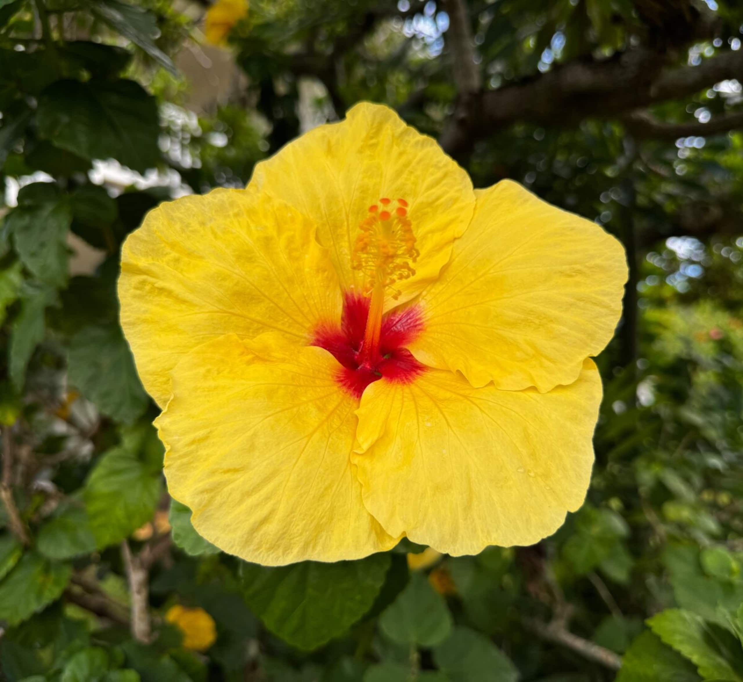 Princeville Studio in Sandpiper - Photo 27