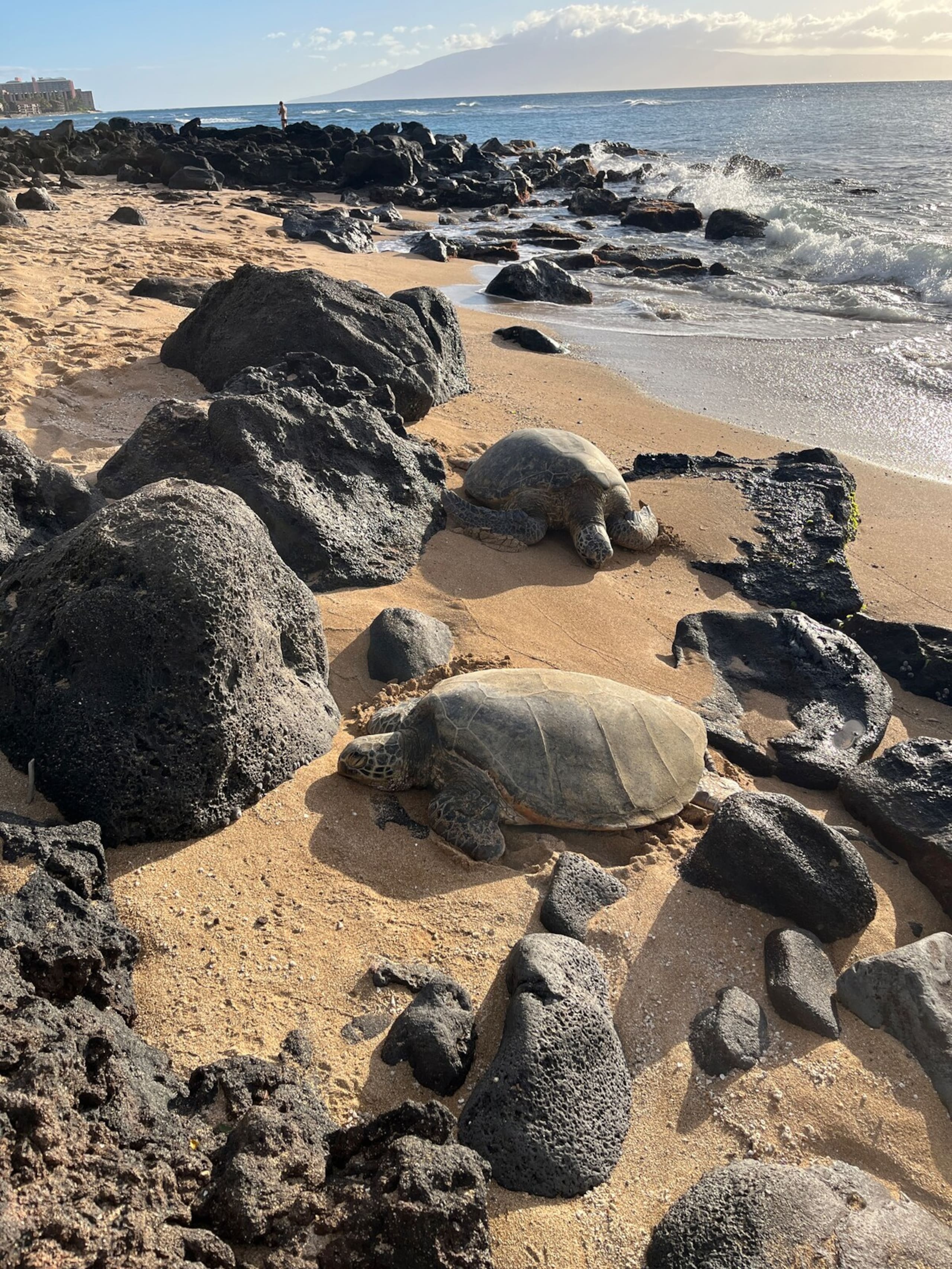 Direct oceanfront 1BR Condo - turtle sanctuary - Photo 16