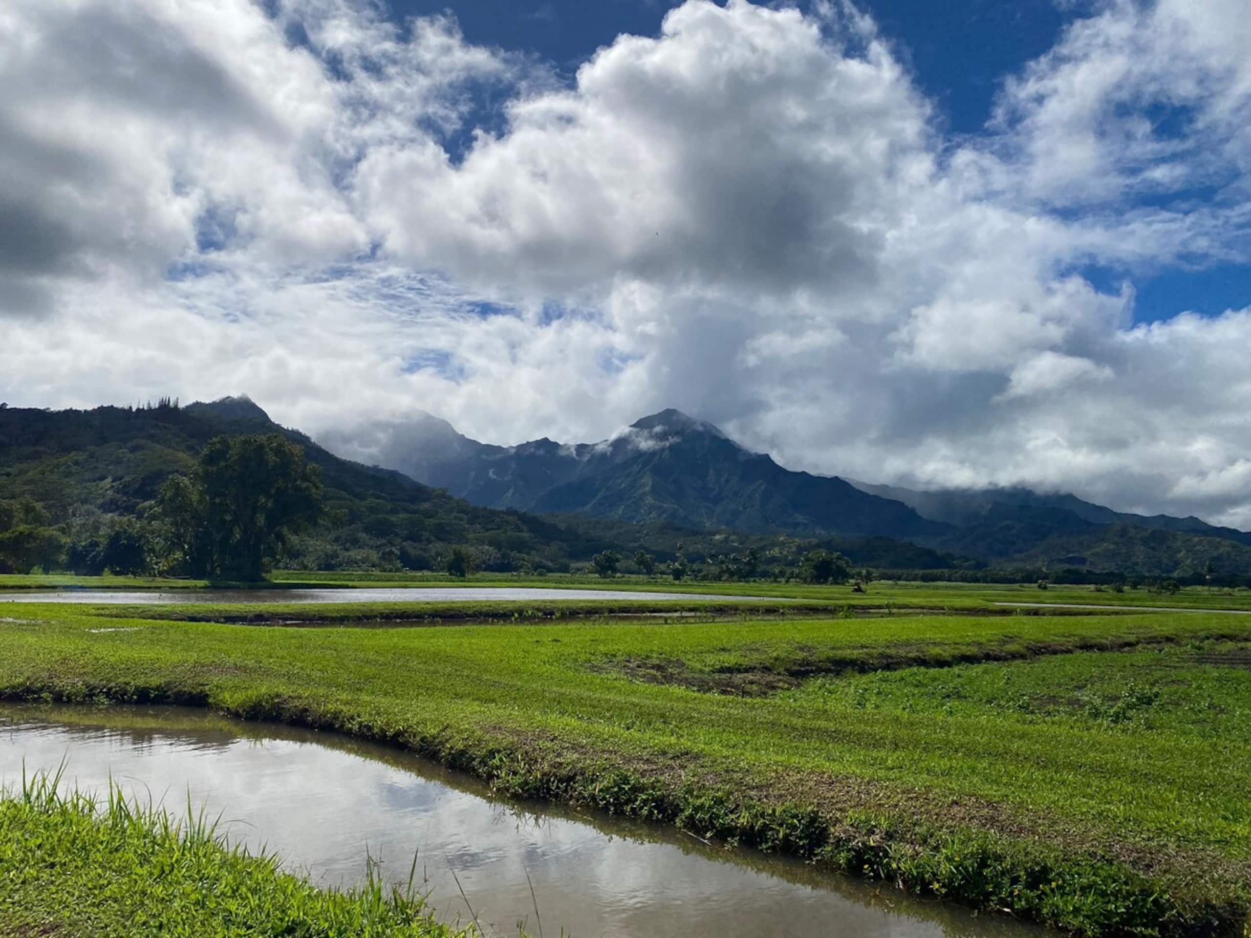 Fresh, Bright, Cute HomeClose to Hanalei - Photo 17