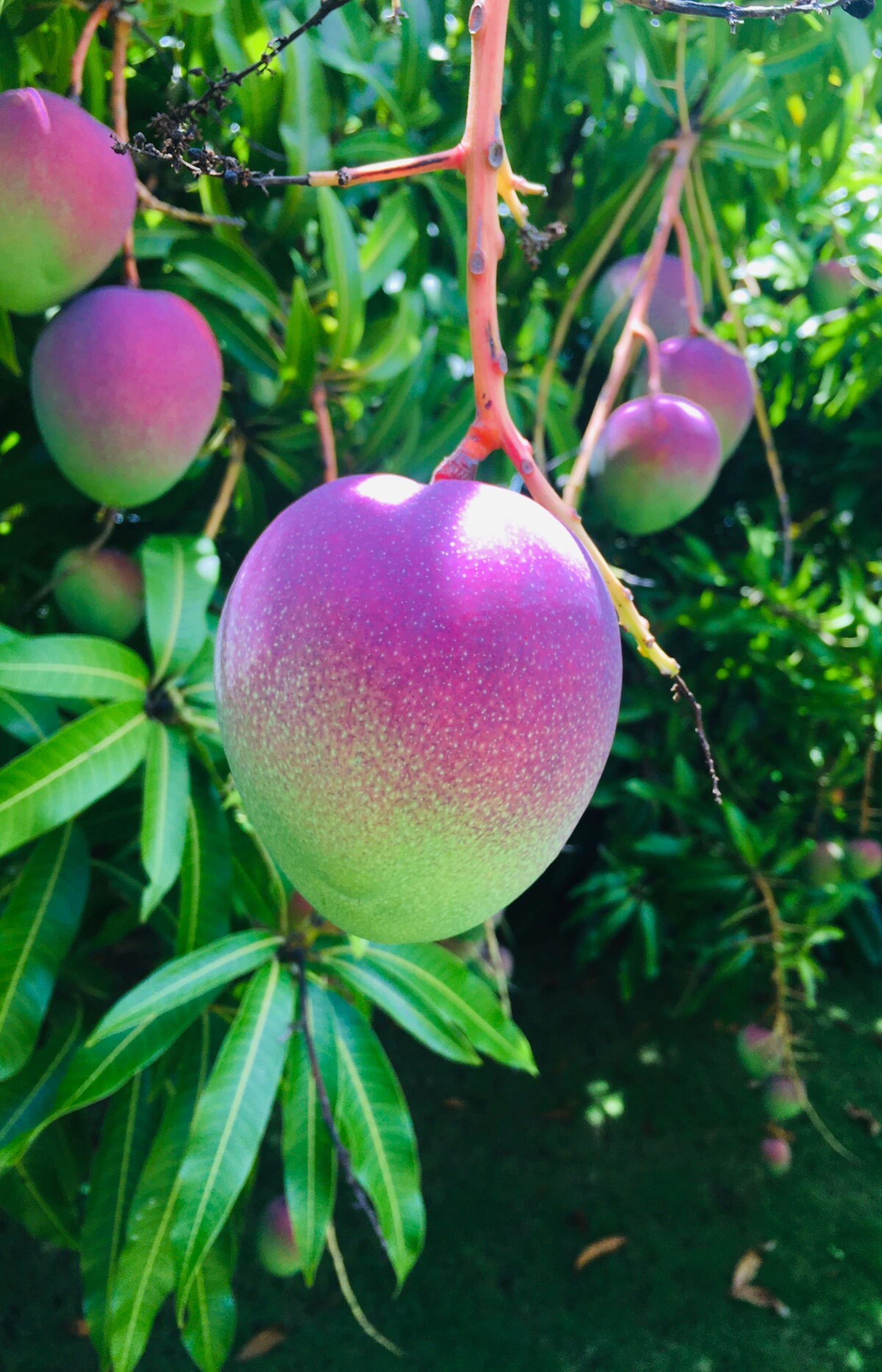 Fresh, Bright, Cute HomeClose to Hanalei - Photo 21