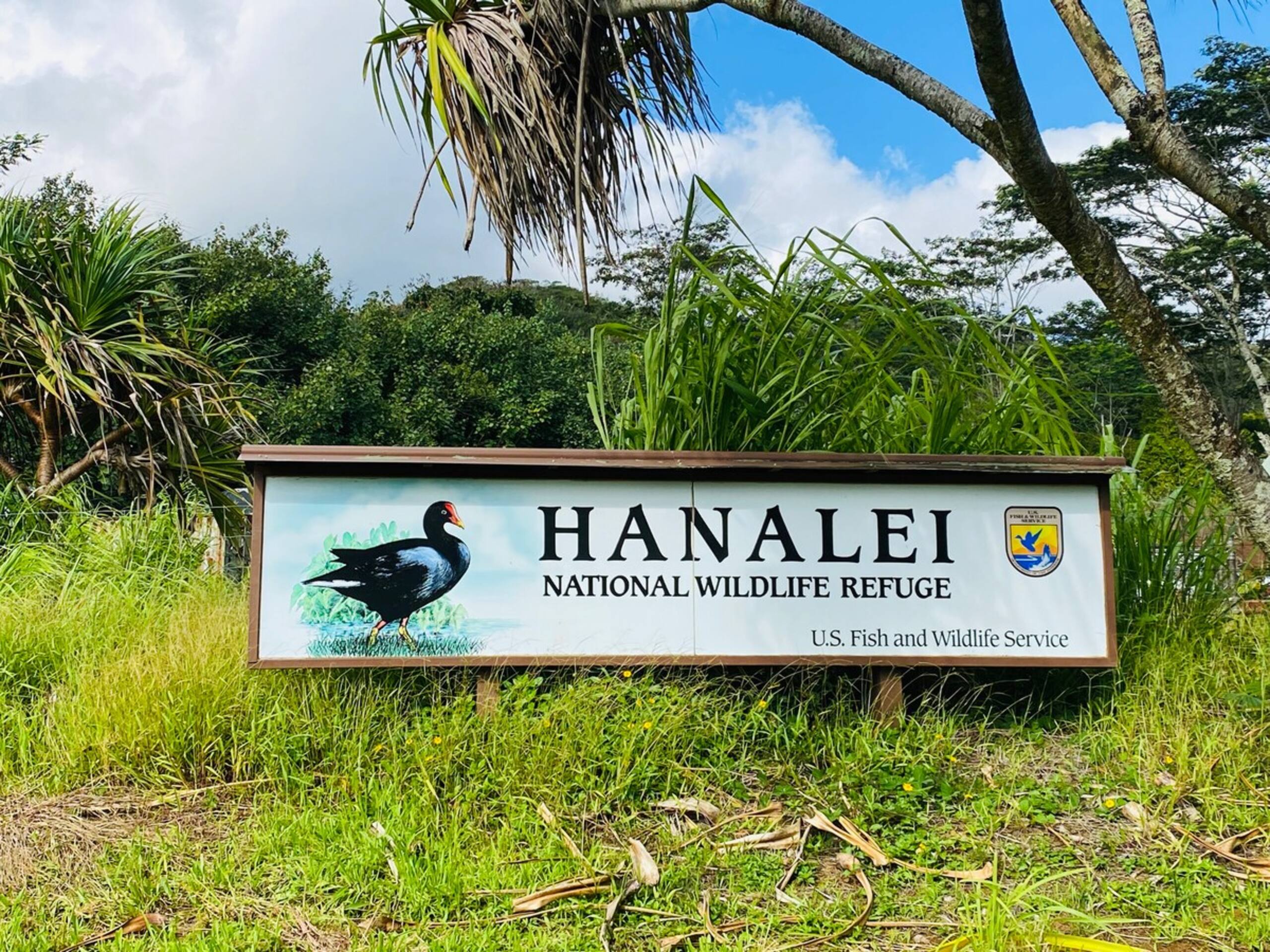 Fresh, Bright, Cute HomeClose to Hanalei - Photo 24