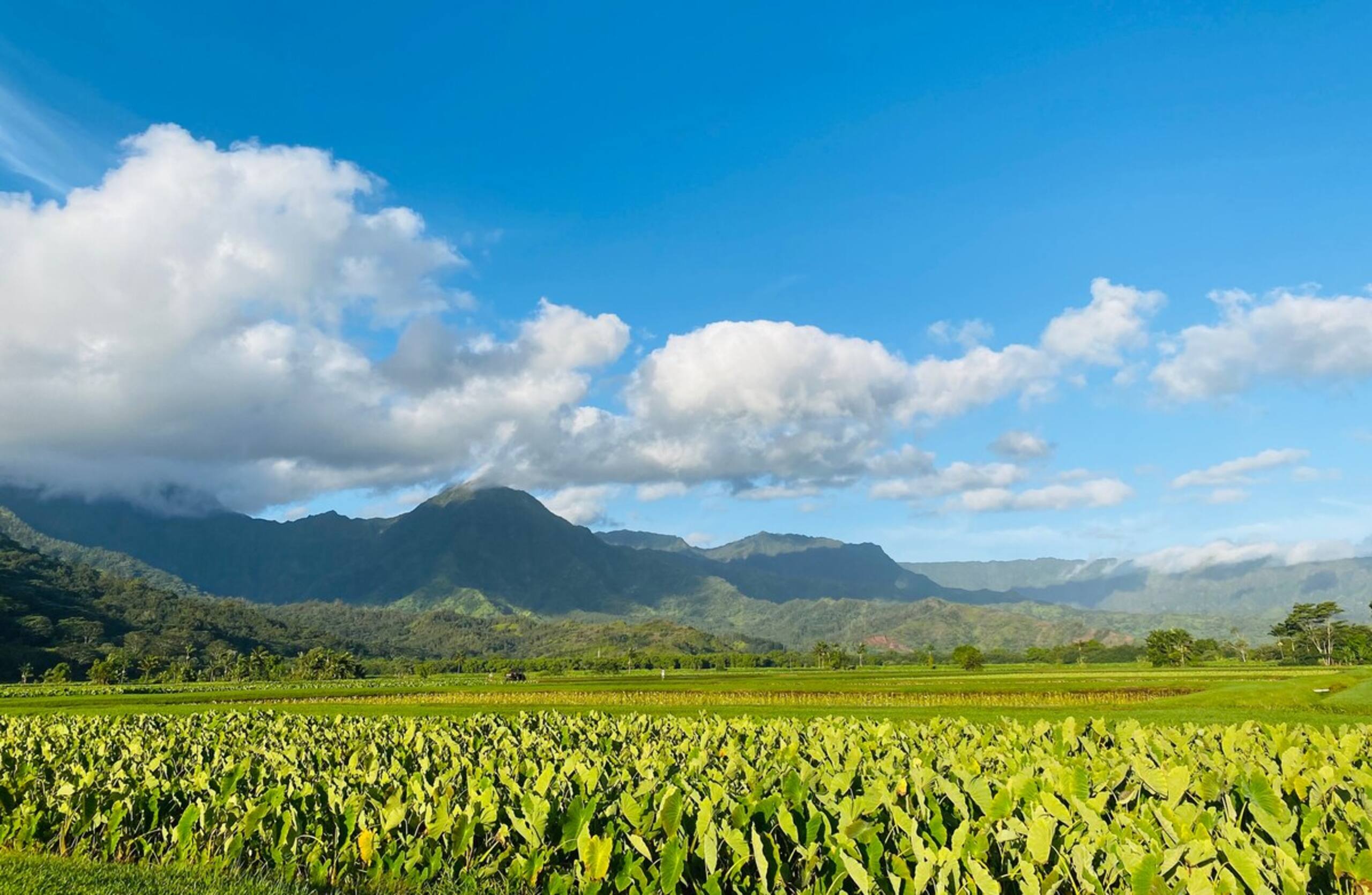 Fresh, Bright, Cute HomeClose to Hanalei - Photo 23