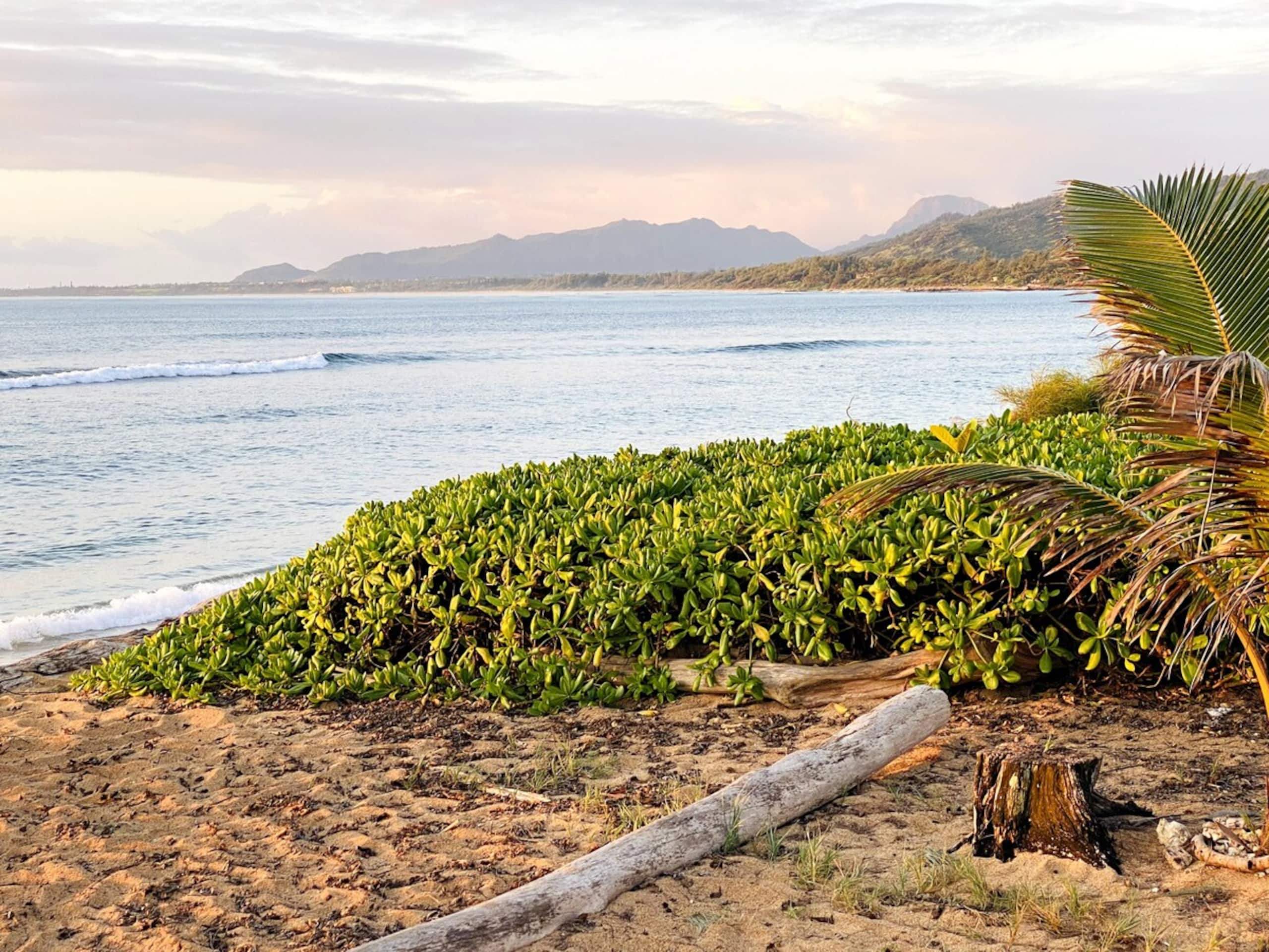 Oceanfront Studio 147, Islander on the Beach - Photo 29