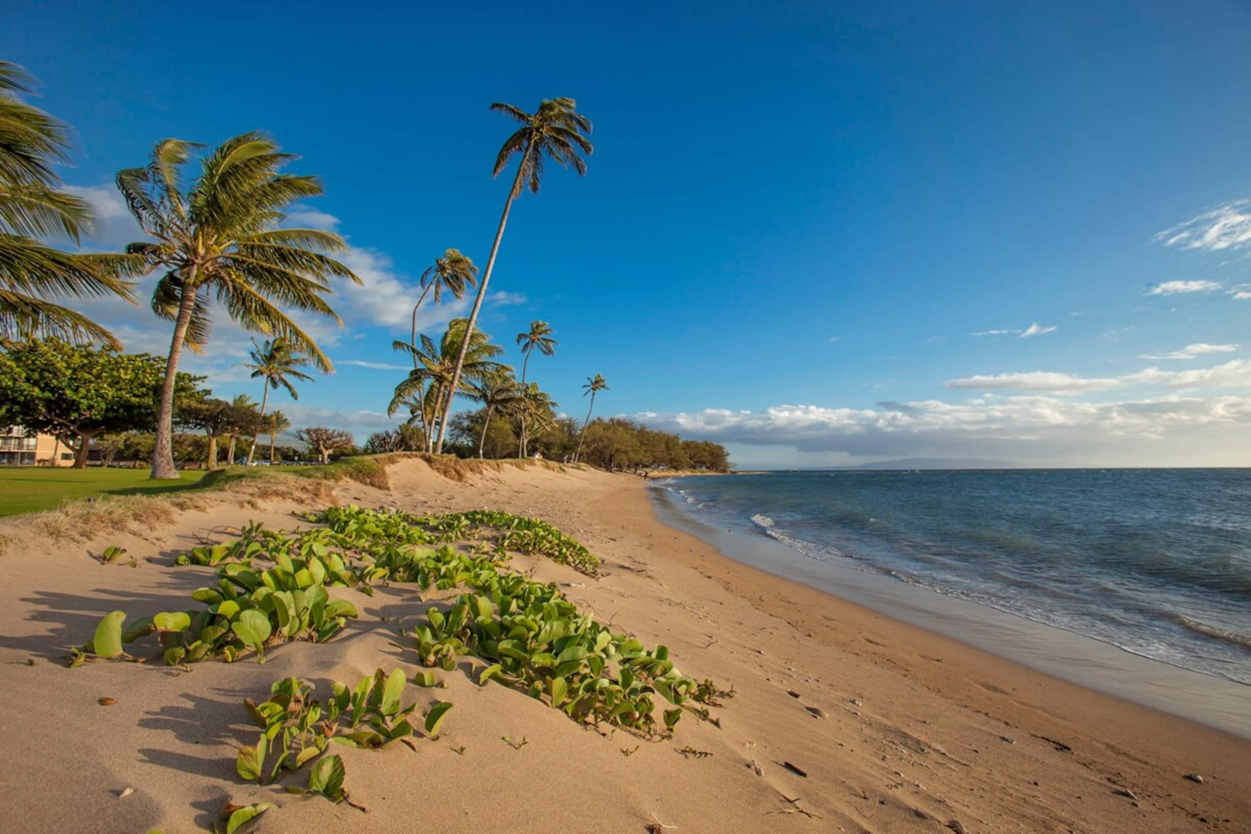 Oceanfront Complex, Wifi, Great Rates MSA407 - Photo 21