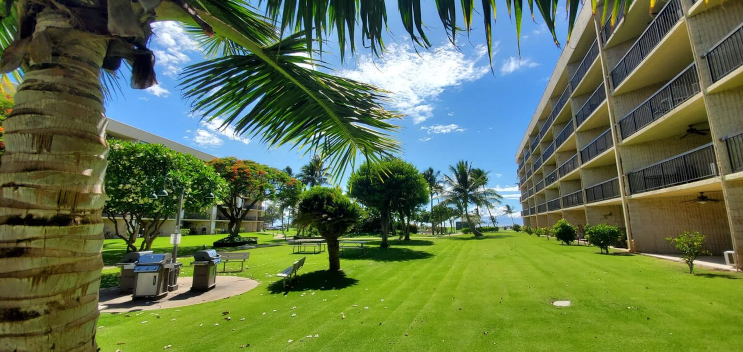 Oceanfront Complex, Wifi, Great Rates MSA407 - Photo 36