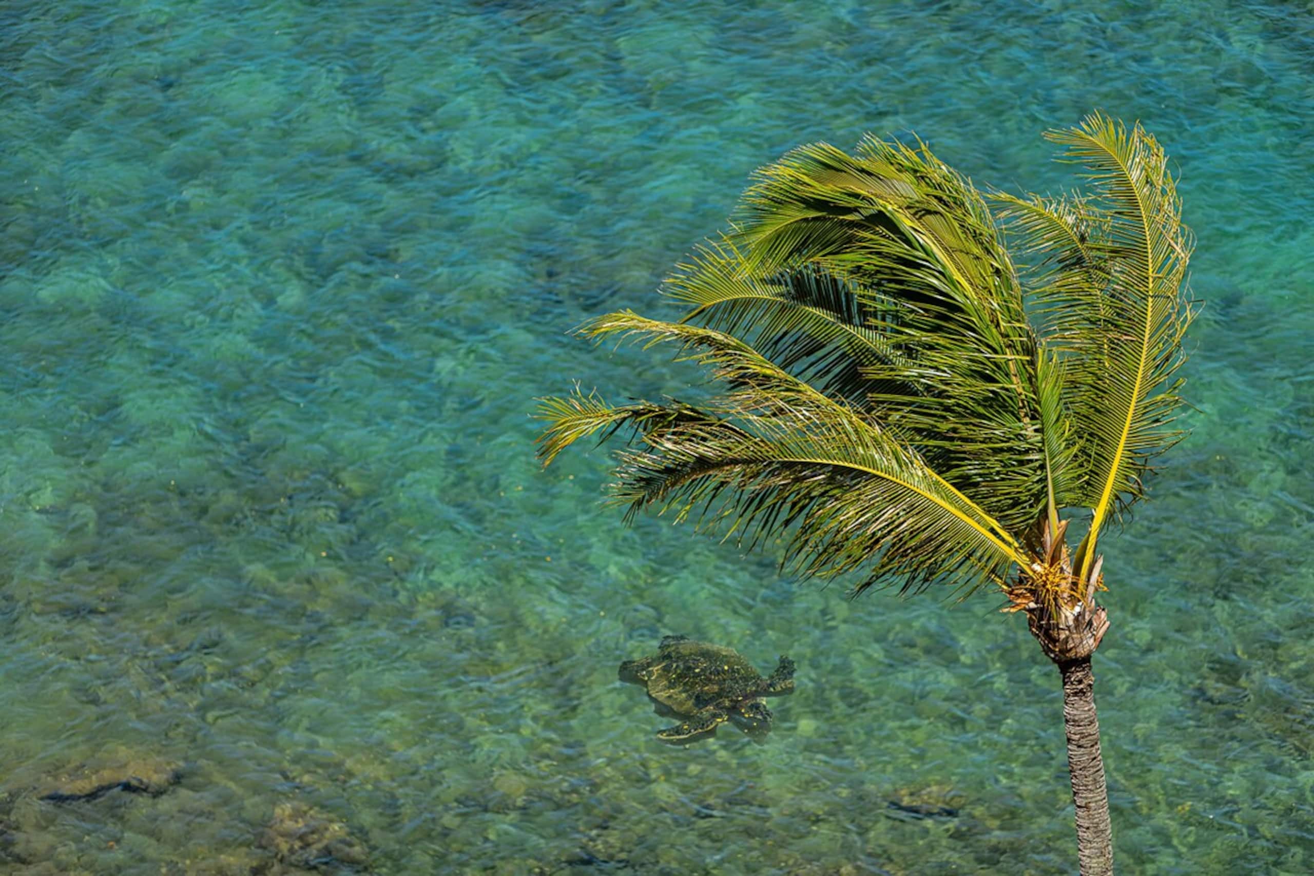 Oceanfront Maui condo w/ private lanai pool - Photo 20