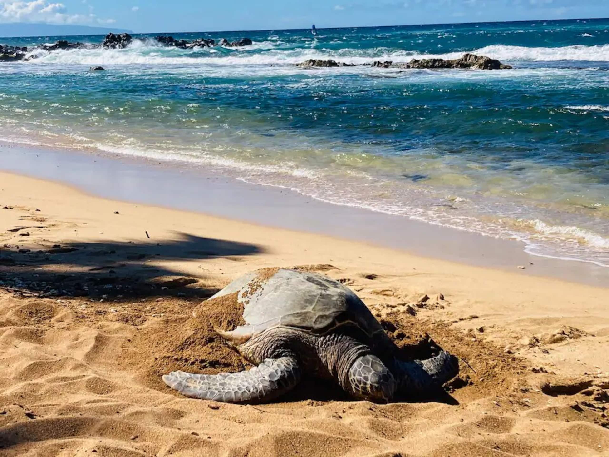 Ku'au Paia - Walk to the Beach! - Photo 37