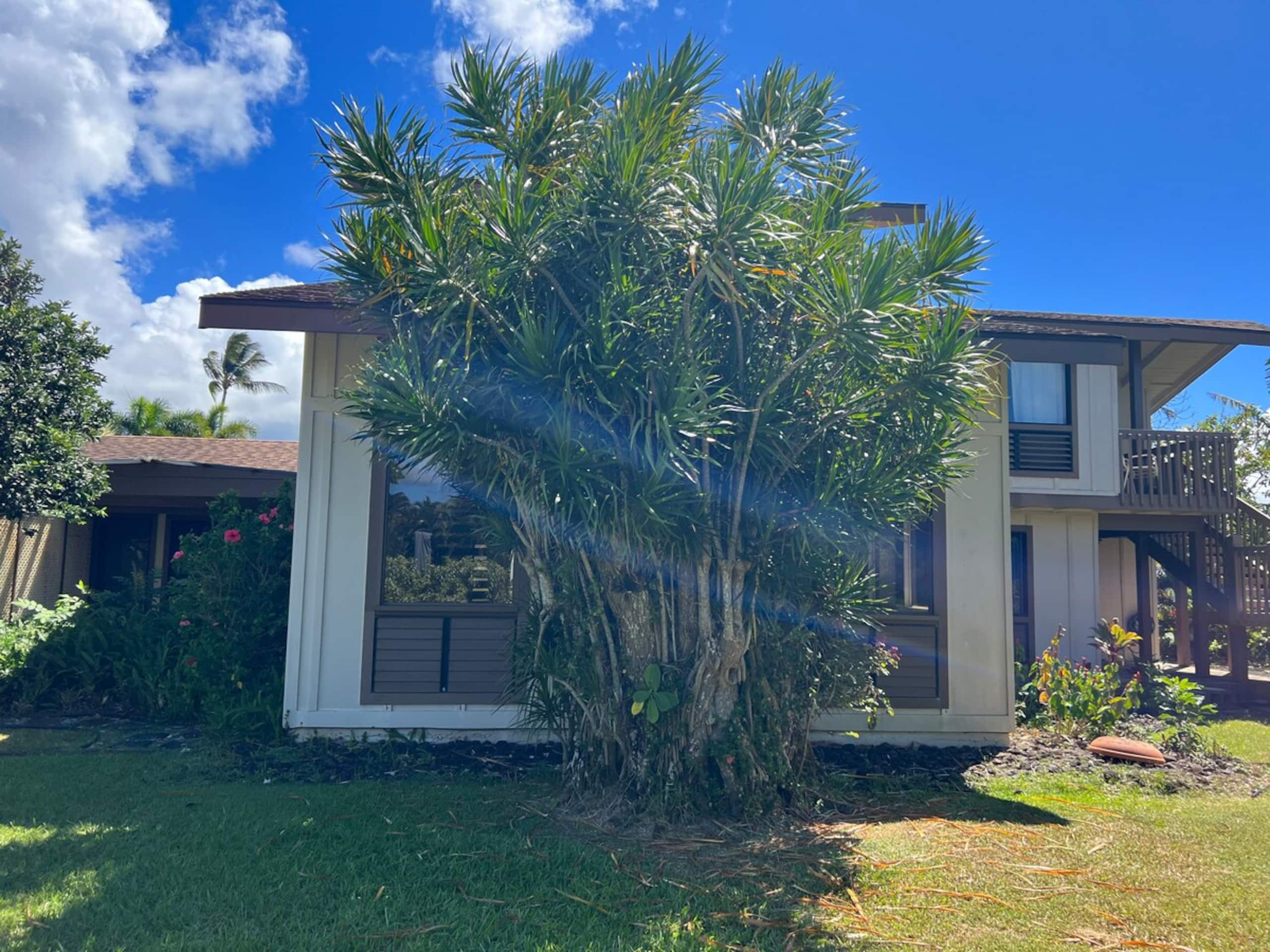 Beautiful shared home in princeville - Photo 21