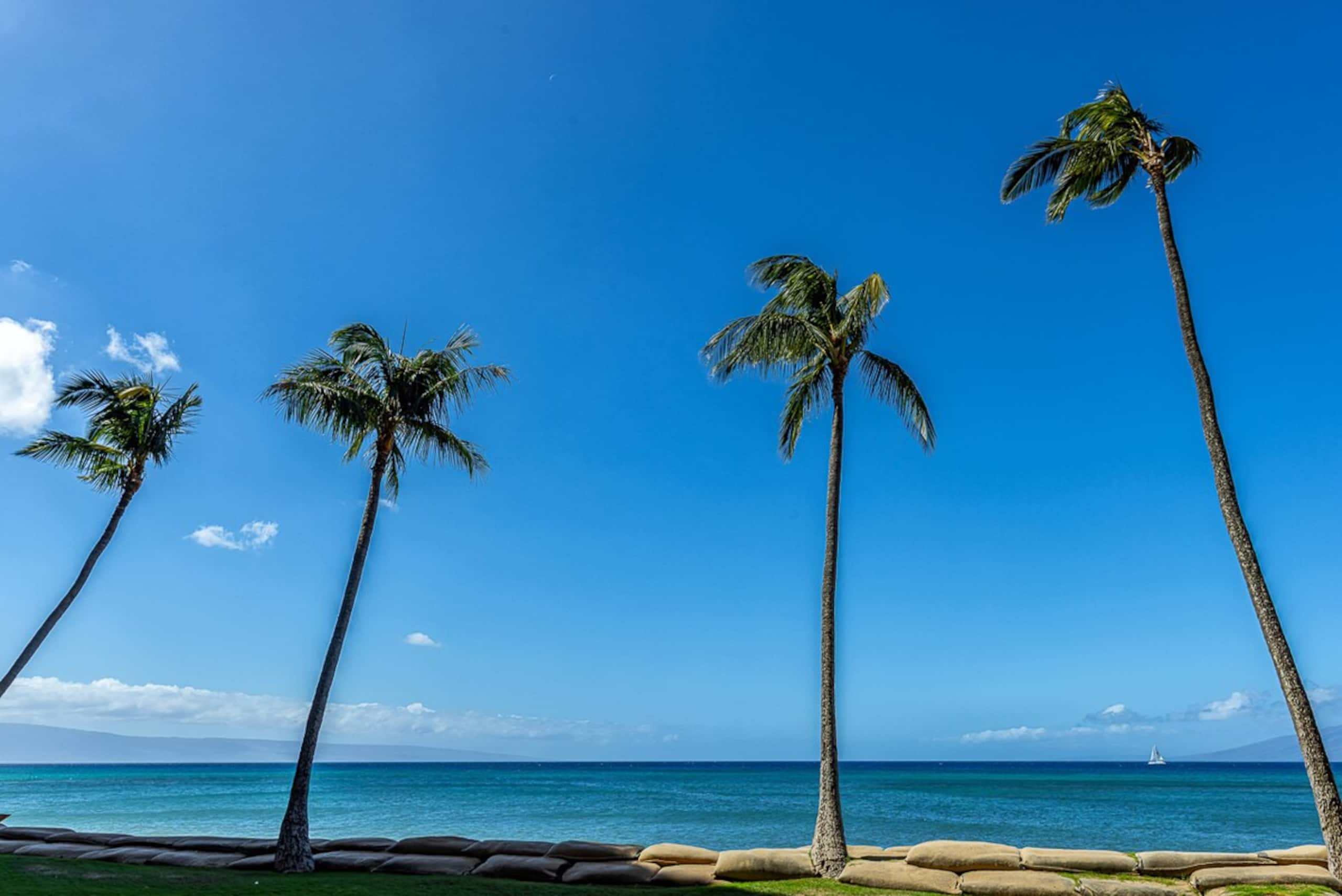 Oceanfront 1BR Kahana w/ whale views - Photo 42