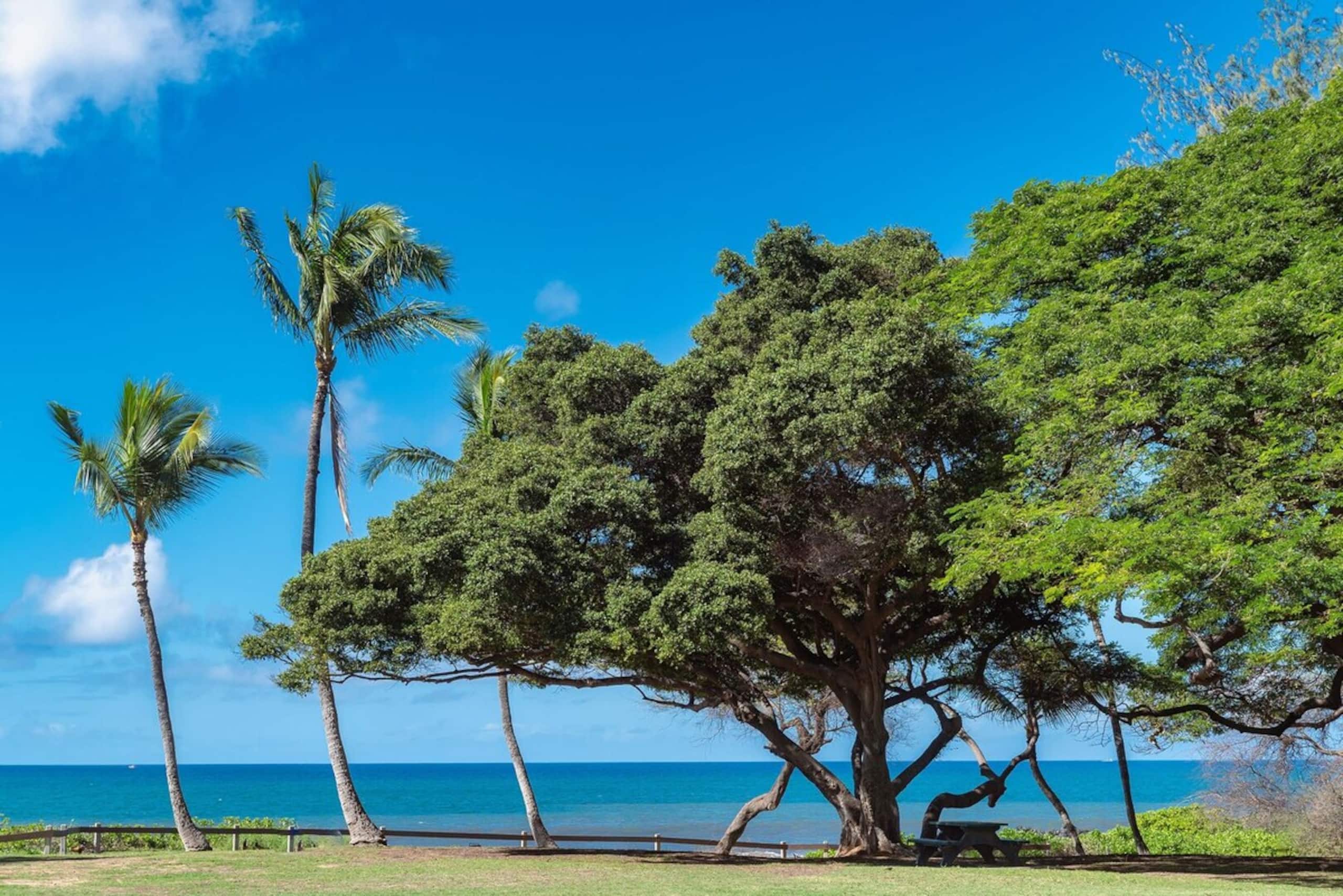 Haleakala Shores A-301, Panoramic Views, Split AC - Photo 31