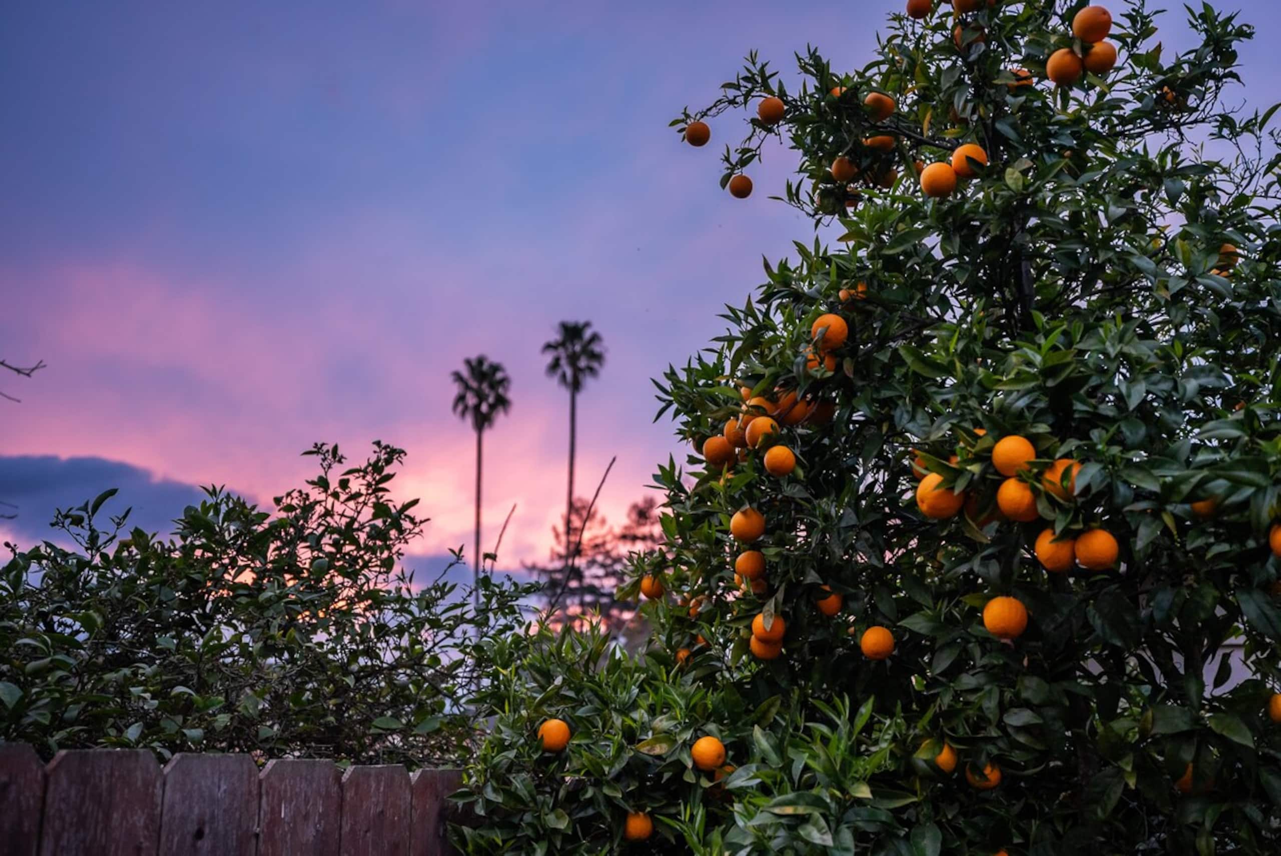 Charming Home w/ orange backyard in Redwood City - Photo 65