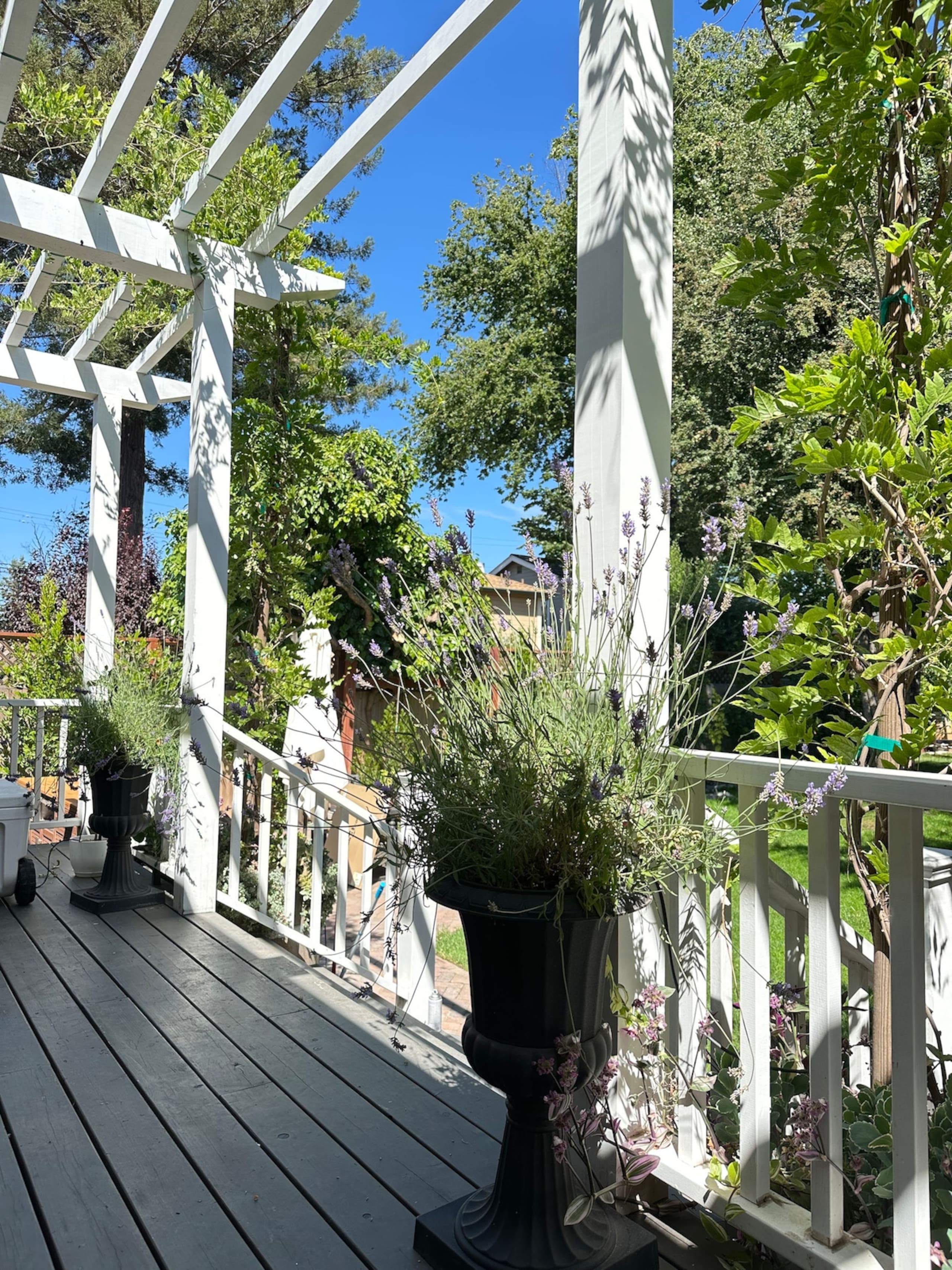 Luxury Victorian in Downtown Petaluma - Photo 43