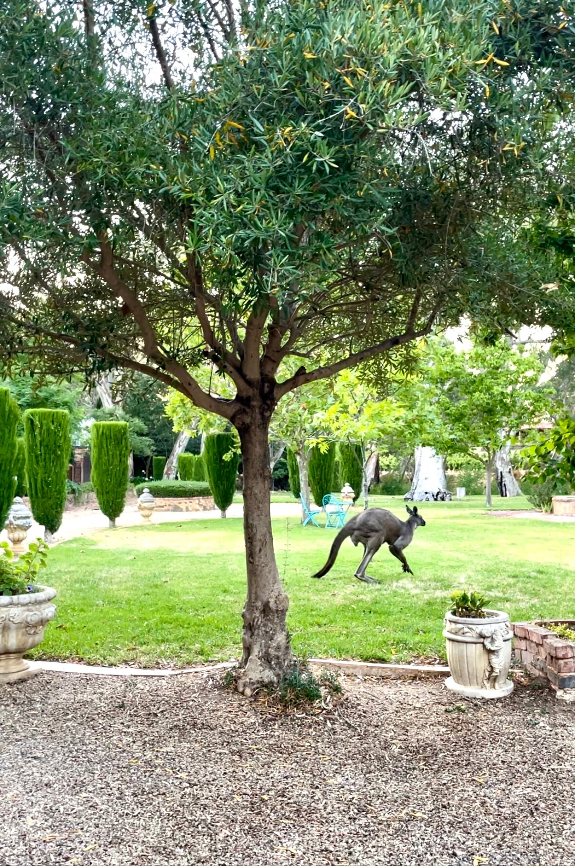 Moorooroo Park